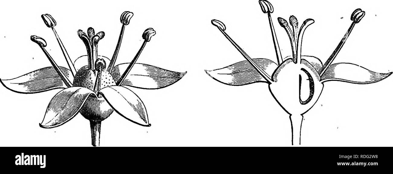 . La storia naturale delle piante. La botanica. UMBELLIFERM. 153 bilocular, dehiscing da due fessure longitudinali.' ovaio, inferiore, riempie la cavità del recipiente, quali buste interamente o lascia la parte superiore libera. Quest'ultima supporta uno stile diviso in misura variabile, spesso anche alla base, in cinque rami sovrapposti ai petali e stigmatiferous all'estremità. L'ovaia ha (Aralia Fatsia) Japonicie.. Fig. 187. Tuttavia (}). Fig. 188. Lungo. setta, del fiore. cinque celle oppositipetalous nell'angolo interno di ciascuna delle quali è uno ^ decrescente, anatropous ovulo con MICR Foto Stock