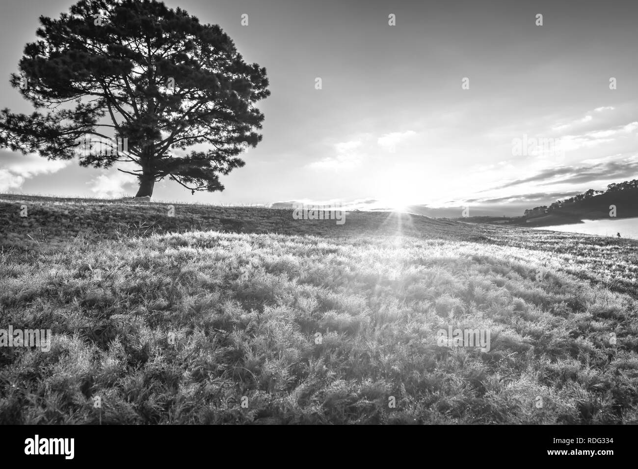 Neve magica collina di erba e pino alba quando il sole non è alto, l'erba è coperto con una nebbia come bianco neve dopo una lunga notte. Foto Stock