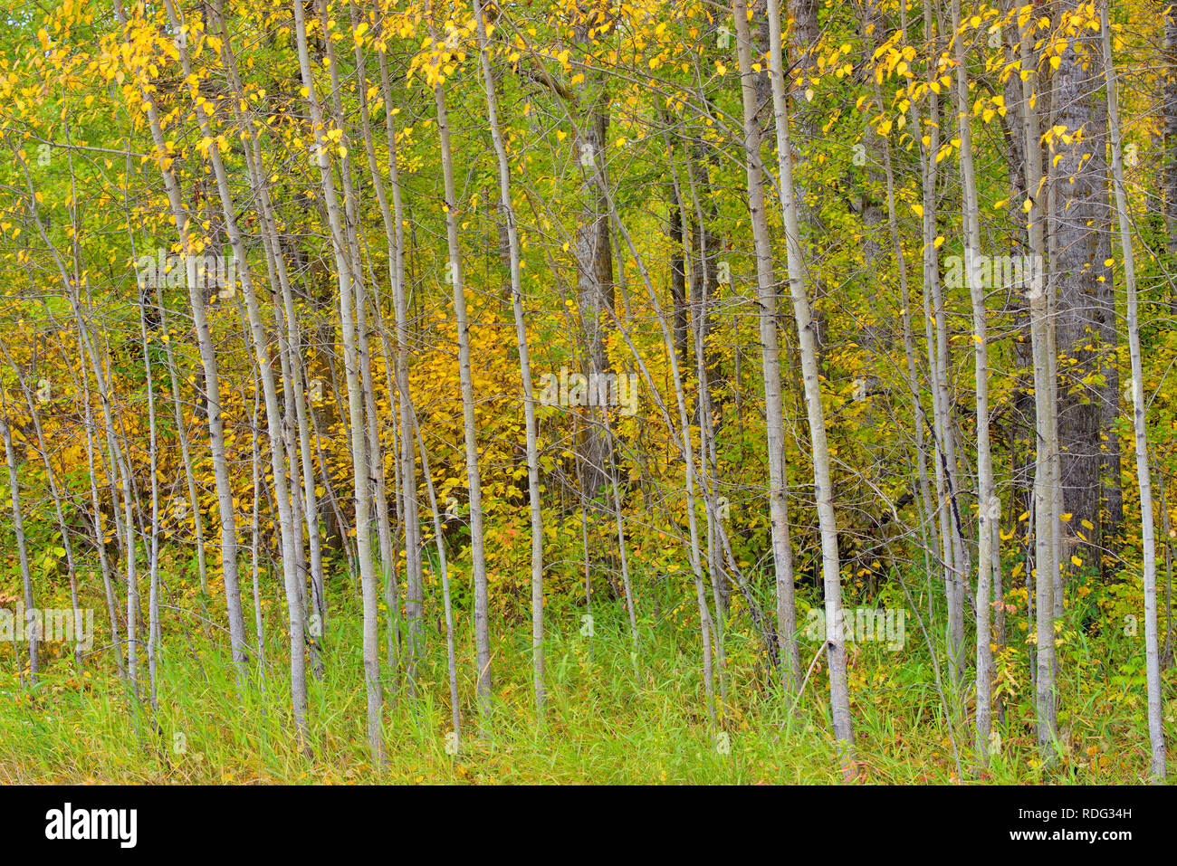 Colore di autunno in un bosco di pioppi, Elk Island National Park, Alberta, Canada Foto Stock