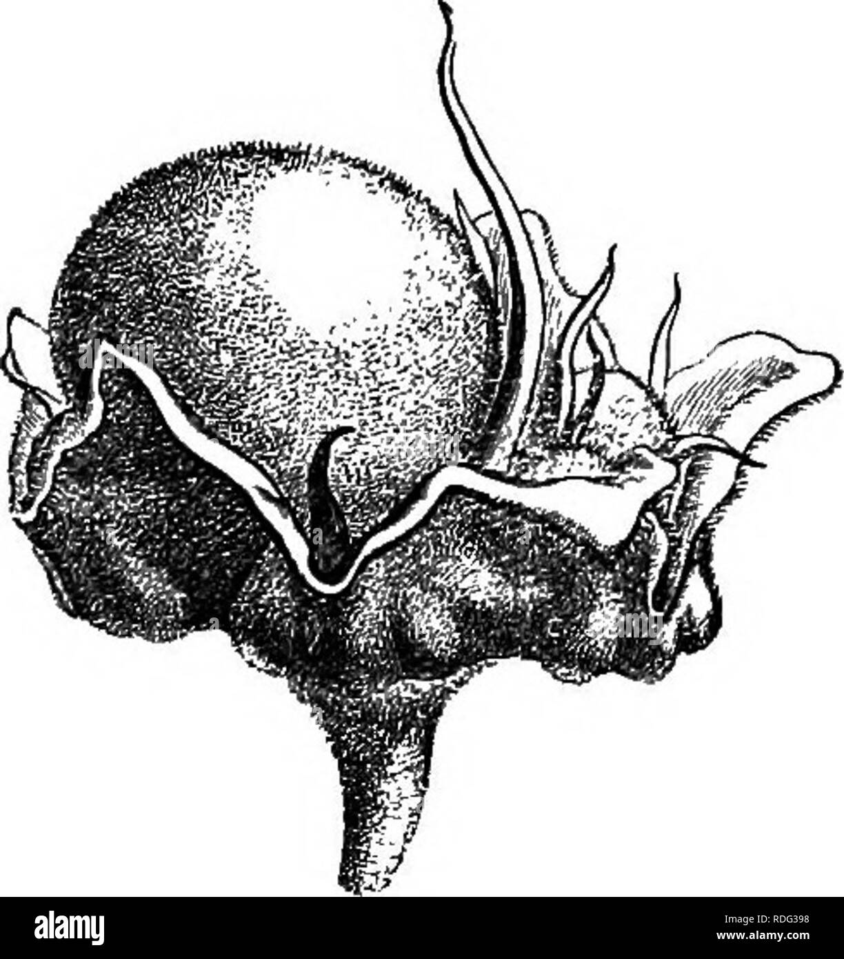 . La storia naturale delle piante. La botanica. Fig. 427. Sezione longitudinale del fiore (i) Fig. 428. Frutta (f). tamerous. Il loro alloggiamento surbased, e in forma di cupula patulous, supporta cinque sepali quinconce embricato. Sul este- rior faccia due ghiandole laterali sono generalmente visti, qui ma poco sviluppato, a volte anche difficilmente visibili, ma avente, in molti altri generi di questa famiglia, molto un grande sviluppo. I cinque petali, si alternano con i sepali, sono provvisti di una griffa di breve e una grande membranosa arto embricato. Il androceum è composto.di due 1 A. Juss. in A. S. S. M. reggiseni. Foto Stock