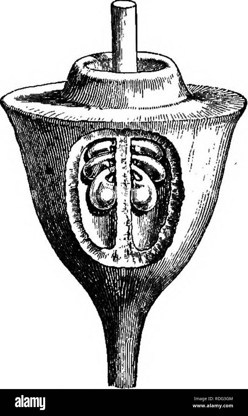 . La storia naturale delle piante. La botanica. La figura 315. Lungo. setta, del fiore. Fig. 316. Gynseoium, con ovaie aprire {^). e più o meno prominente disco. La placenta che occupa l'angolo interno di ciascuna cella, supporta due serie parallele di trasversale od obliquo ovuli discendente con loro raphes affacciate. Ci sono da uno a quattro in ciascuna serie, e inoltre di un ovulo discendente è spesso trovato al di sotto, sulla riga centrale; con micropyle superiore e interno.' il frutto, carnosi e più o meno fibrosa, indehiscent, oblunghe o piramidale, sormontato da un calice persistente, solitamente cont Foto Stock