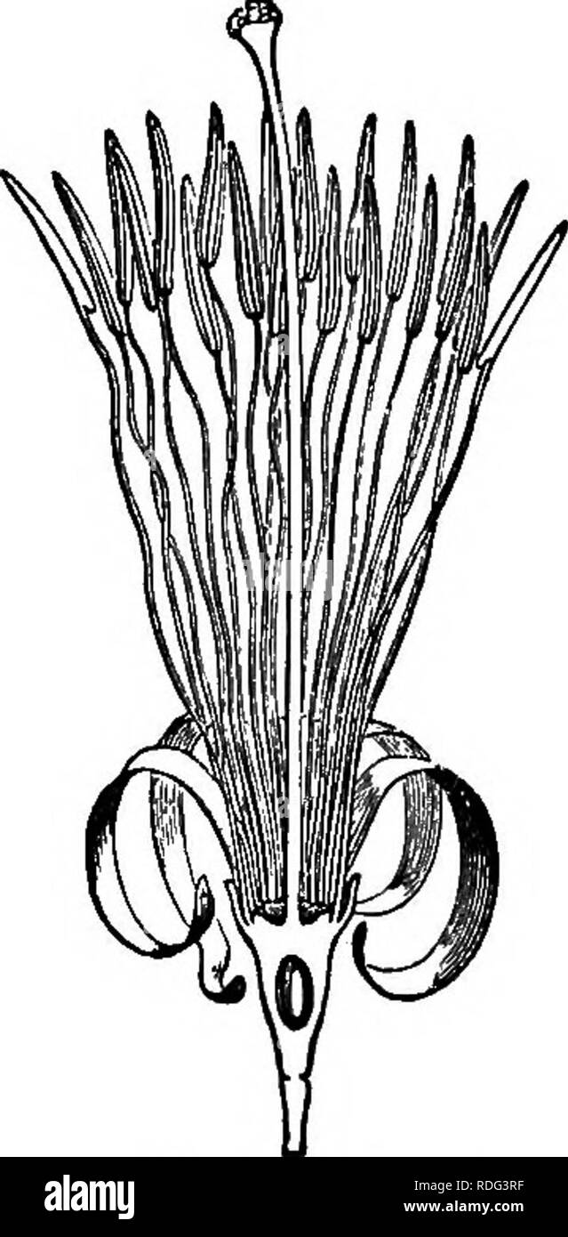 . La storia naturale delle piante. La botanica. Fig. 245. Fiore. Fig. 248. Setta trasversale, della frutta. Fig. 246. Lungo, setta, del fiore. numero come i petali, con cui essi si alternano, o doppia, tripla o quadrupla (fig. 245, 246); esse sono formate ciascuna da un filamento libero, glajbrous o pelose e un bilocular, introrse antera dehiscing da due fessure longitudinali.^'ovaio, impostare nella cavità del recipiente e di conseguenza inferiore, è unilocular nel vero Alangiums, e racchiude, inserito un pò al di sotto del vertice, di discesa di un ovulo anatropous con micropyle principalmente superiore ed esterno, l Foto Stock