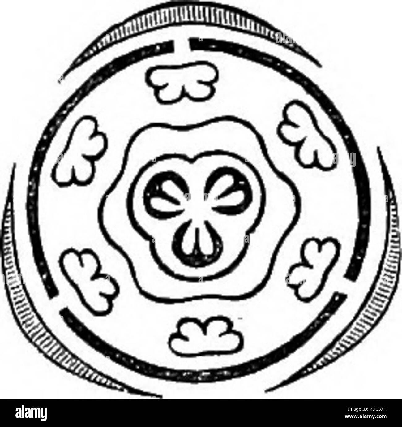 . La storia naturale delle piante. La botanica. Fig. 273. Sezione longitudinale del fiore ermafroditi. Fig. 272. Schema di Fig. 274. Ermafroditi ermafroditi fiore. fiore senza la cade. composto da un ovaio libero con conicità convergente verso l'alto in uno stile il cui stigma- tiferous apex è dilatato e diviso in cinque lobi, sovrapposte come le cellule (fig. 266), per i petali. Nell'angolo interno di ciascuna cella, la placenta supporta due garanzie, discendente, anatropous ovuli, con micropyle rivolta verso l'alto e verso l'esterno (fig. 208). Il frutto, accompagnato in corrispondenza di una propria base da una più o meno persistente calice, Foto Stock