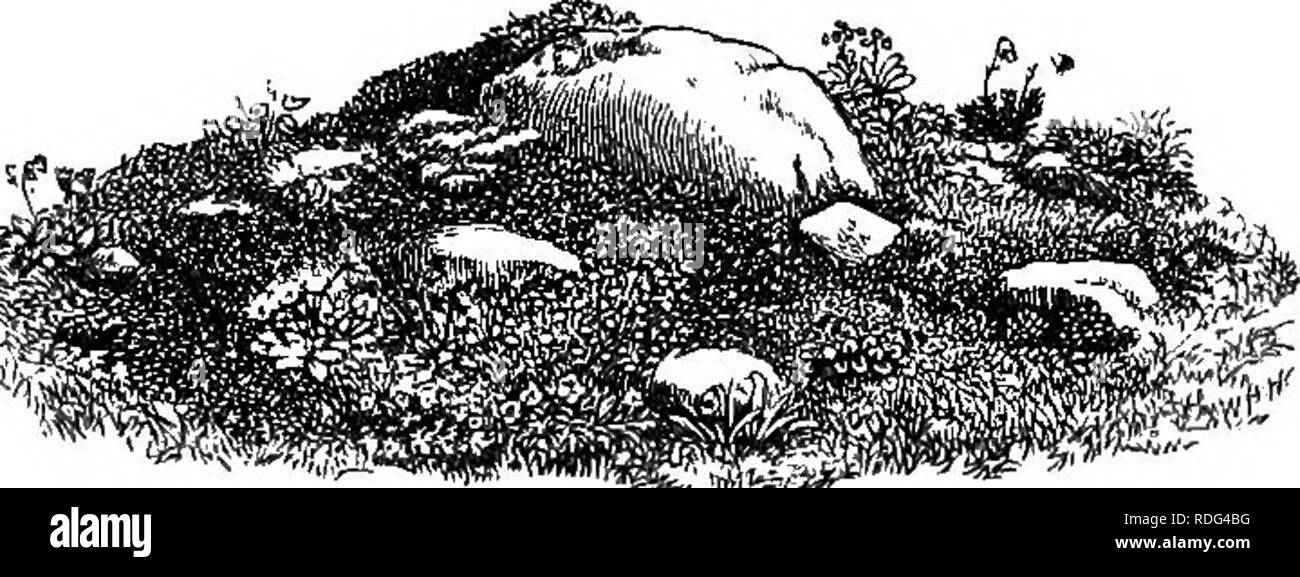 . Fiori alpini per giardini inglesi . Piante di montagna. Parte I. Il rock-giardino. 29 alcune lastre ruvida, disposti in modo da ritagliare dal terreno al centro, è stata completata la preparazione per la più nitidi e Sedums Sempervivums, tali sassifraghe come casta e Rocheliana, tali Dianthuses come alpinus e petrceus, dimentica di montagna-me-middlesbrough, genziane, poco molla lampadine, Hepatica angulosa, &amp;c. Essi sono stati piantati, più fine e più rare le cose come ottenere le migliori posizioni e, al termine, il letto sembrava un nido di piccole rocce e fiori alpini. In circa otto settimane le cose erano " prese così bene", Foto Stock
