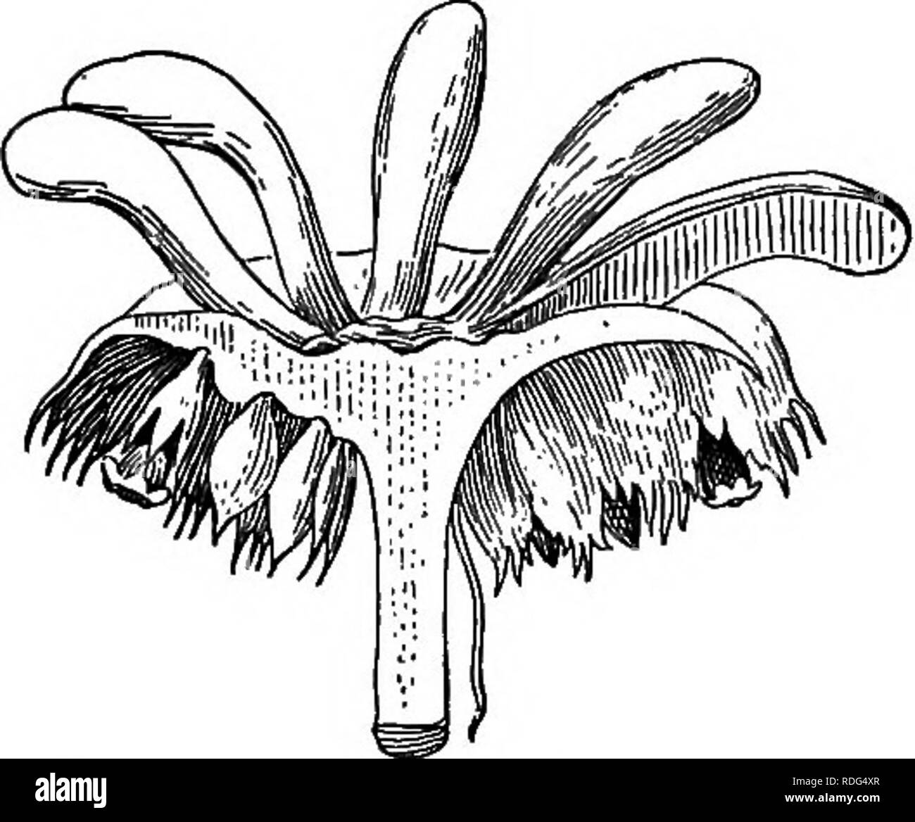 . Fondamenti di botanica. La botanica; Botanica. 280 basi di botanica non si verificano entrambi sullo stesso tallo ? Ma su quale parte del tallo fare si verificano e fare di essi difEer a questo proposito ? 340. Antheridia. - La antheridia sono formate come outgrowths dalla superficie superiore del ricettacolo crenate, ma dall ulteriore crescita del recipiente diventano incorporate. Essi dovrebbero essere esaminati nel quadro di una potenza elevata e abbozzato nel profilo. L'antera- idium produce numerosi mobili antherozoids, ciascuno con due ciglia. 341. E Archegonia Sporophytes. - Il connettore femmina con raggi recurved porta il archegonia. Nota stuzzicare Foto Stock