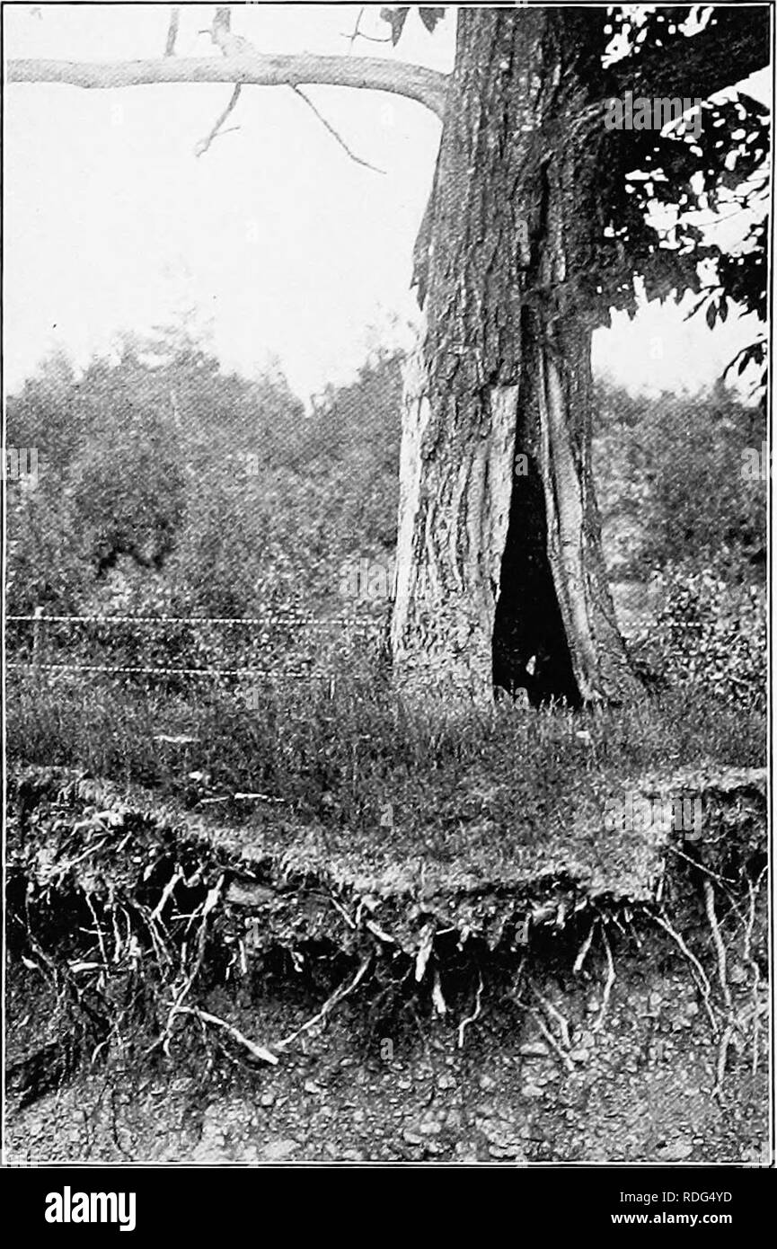 . Lo studio della natura e della vita. Lo studio della natura. 38o lo studio della natura e della vita legno, foglie, e tutti i tipi di materie vegetali a bruciare facilmente ; e sappiamo che il carbone è materia vegetale che è stato sepolto nella terra. Dobbiamo essere sicuri che i campioni siano asciutti prima di pesare ; poi vedremo quanti di essi si può bruciare. Per fare ciò ci sarà posto il campione su un pezzo pulito di stagno o una lastra di ferro e riscaldarlo red hot su un fornello a gas o su un letto di braci nel forno e, dopo siamo sicuri che nessun altro può essere bruciato, potremo pesare nuovamente. Abbiamo visto che la foglia stampo bruciato e luminosi a sinistra Foto Stock . Lo studio della natura e della vita. Lo studio della natura. 38o lo studio della natura e della vita legno, foglie, e tutti i tipi di materie vegetali a bruciare facilmente ; e sappiamo che il carbone è materia vegetale che è stato sepolto nella terra. Dobbiamo essere sicuri che i campioni siano asciutti prima di pesare ; poi vedremo quanti di essi si può bruciare. Per fare ciò ci sarà posto il campione su un pezzo pulito di stagno o una lastra di ferro e riscaldarlo red hot su un fornello a gas o su un letto di braci nel forno e, dopo siamo sicuri che nessun altro può essere bruciato, potremo pesare nuovamente. Abbiamo visto che la foglia stampo bruciato e luminosi a sinistra Foto Stock