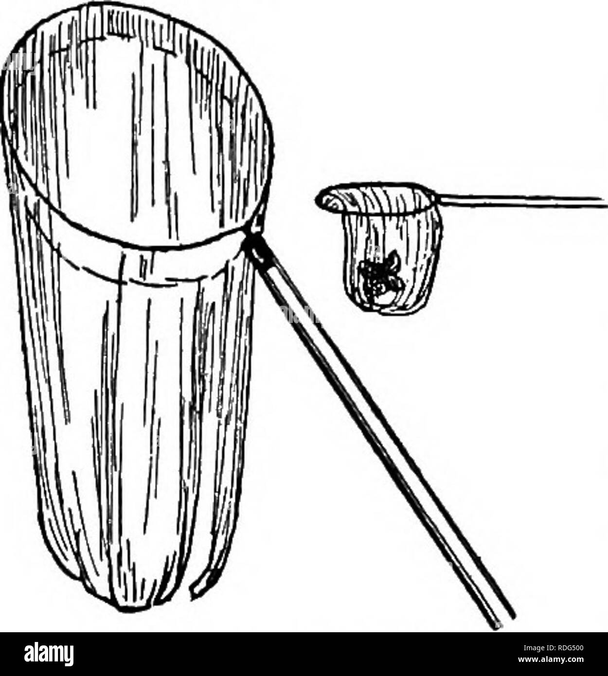 . Natura-studio; un manuale per gli insegnanti e per gli studenti. Lo studio della natura. i8o natura-studio. massa ragni, e coleotteri. In soffitta troviamo più ragni, sui puntoni le case di fango-vespe e la carta-vespe. In vestiti-press, forse, ci sono le tarme. Sotto i tappeti sono il tappeto- coleotteri. Mosche e zanzare sono difficili da mantenere fuori di casa. Le formiche invadono la dispensa. Tutte queste creature entrano in casa a dispetto della casalinga di cura e pulizia. Ma se lei non è così pulito ci può essere scarafaggi, pulci e altri più indesiderabili in Fig. 40. insetto-Net. g^jj^j jggg mcntio Foto Stock