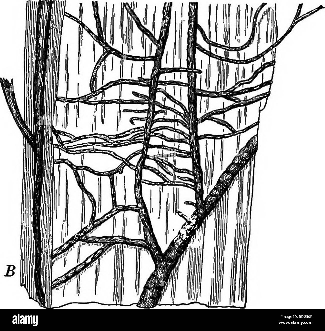 . Essentials di botanica. La botanica; Botanica. Fig. 185. Armillaria mellea (spesso noto come Agaricus melleus). Si tratta di un basidia fungo che può vivere né come un parassita o un saprofita. Come un parassita è estremamente distruttivo per le radici di alberi di conifere. Un, fructifications di varie età; c, c', molto giovani " pulsanti "; st, lo stelo o stipe; r, l'anello (i resti di una membrana mediante il quale il margine di ' la PAC è stata dapprima attaccata alla levetta); g, le branchie. B diramantesi myce- lium sparsi tra la corteccia e il legno della radice dell'host. studio, anche se le indicazioni che Foto Stock