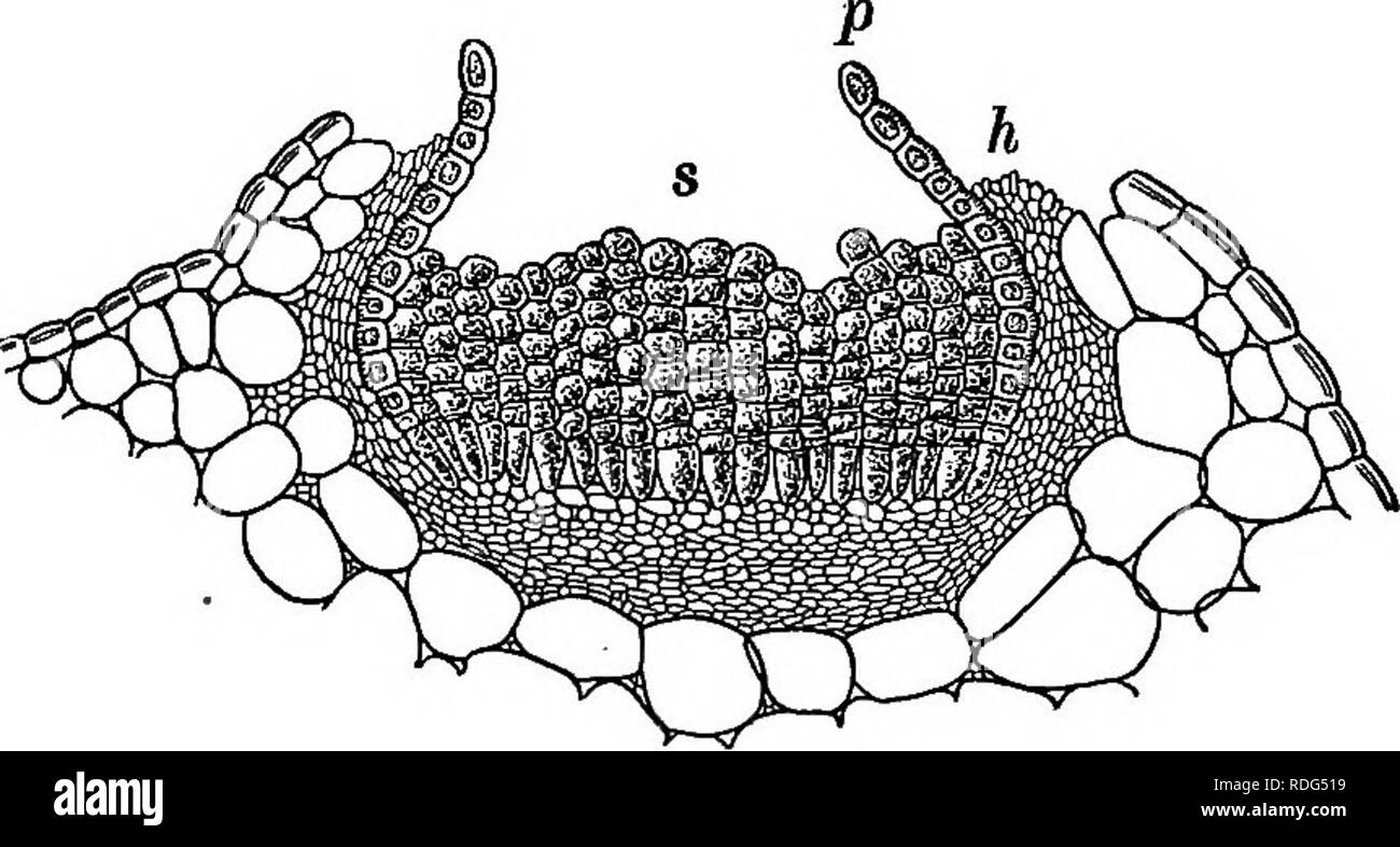 Fondamenti Di Botanica La Botanica Botanica Tipi Di Crittogame Thallophytes 261 Sono Diritte O Curve Descrivere