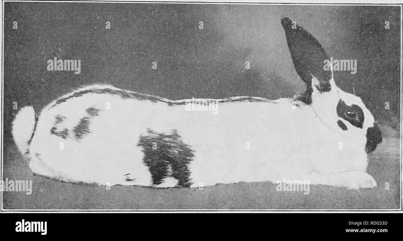 . Allevamento e cura di conigli per esposizione e mercato. Conigli. Per la mostra e il mercato americano gigante maculato. Questa bella coniglio ha fatto la sua prima apparizione in questo paese a pochi anni fa ed è diventato molto popu- lar dall'inizio. La sua pelliccia è molto prezioso e uno dei nostri più popolari conigli americani al tempo presente. Essi hanno alcuni degli inglesi maculato marcature di coniglio su di essi, la farfalla sul naso, il cerchio degli occhi e spot sono gli stessi, ma non ha alcun riferimento della catena- rali e i quarti posteriori hanno un grande patch invece. AMERICAN MACULATO DOE gigante, "Royal Princess&quo Foto Stock