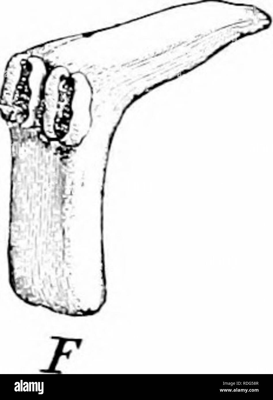 . Impianto studi; un elementare botanica. La botanica. B Fig. 333. Varie forme di stami: A, Da, Solanum. che mostra la deiscenza dal terminale pori; B, da Arbutus, mostrando antere con terminali di pori e "liorns"; C. da Berberis: D. da Ath(rosp&GT;;rma, showin.s: deiscenza da elevarsi valvole; e, da Aqmkgla, mostrando la deiscenza longitudinale; F, da Fnpoichi. showiiic; il polline-sac in prossimità della metà del stame,-Dopo Englek e Pkantl.. Si prega di notare che queste immagini vengono estratte dalla pagina sottoposta a scansione di immagini che possono essere state migliorate digitalmente per la leggibilità - Colorazione e aspetto Foto Stock