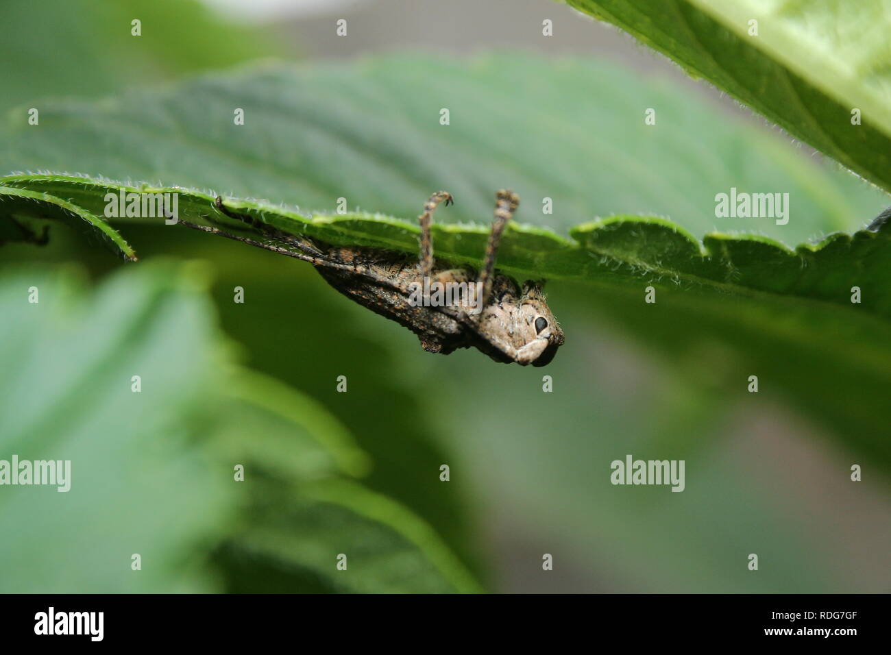 Longicorn Beetle (Famiglia Cerambycidae) Foto Stock