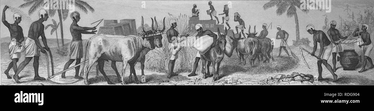 Un antico popolo e la vita nell'antico Egitto, l'agricoltura, i terreni di coltivazione, raccolto, viticoltura, da sinistra Foto Stock