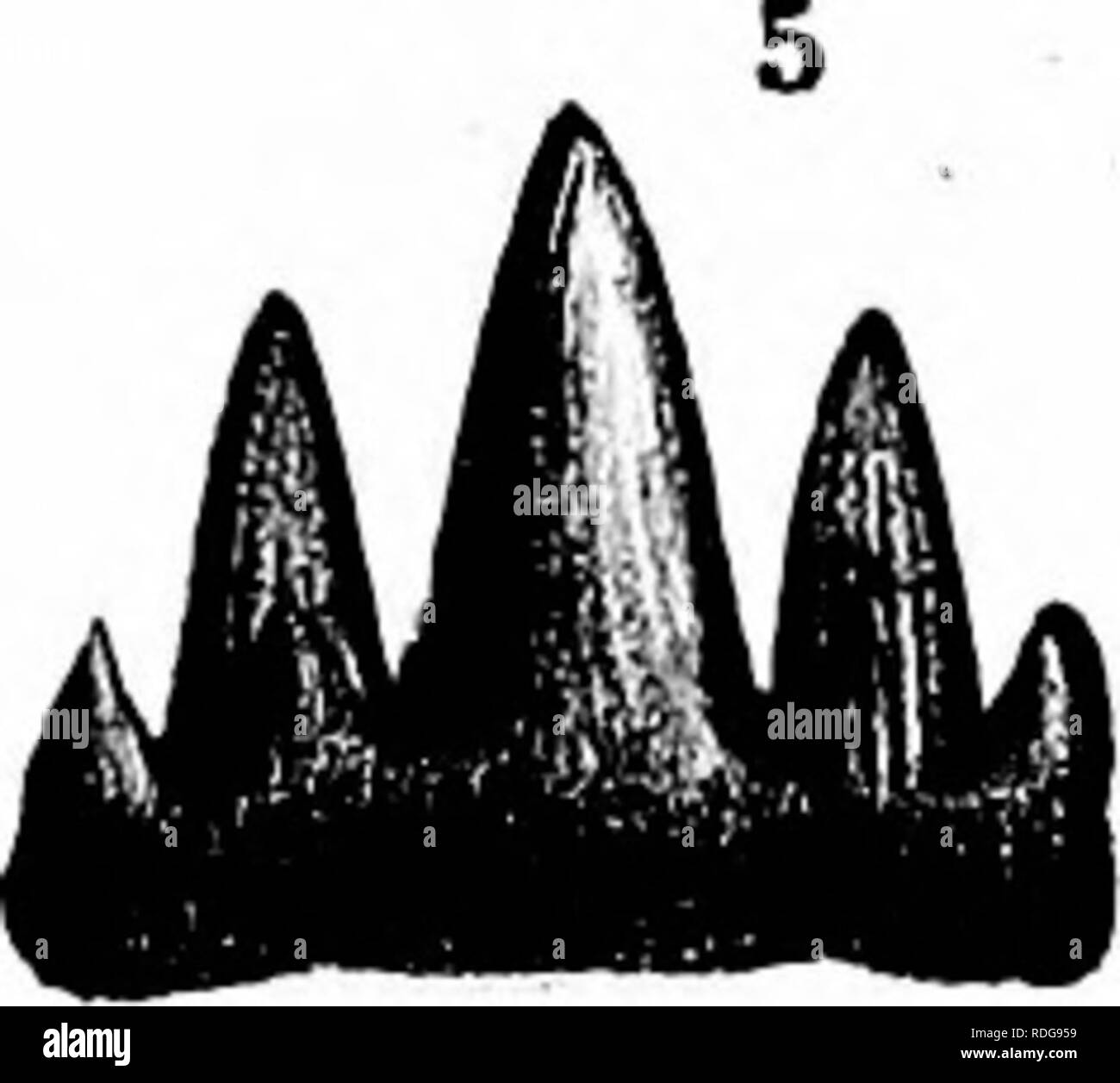 . Relazione del Servizio geologico di Ohio. Geologia e Paleontologia; miniere e delle risorse minerali; Zoologia; Paleobotanica; Botanica. 1^ L 3a Sa. 6a. I. Si prega di notare che queste immagini vengono estratte dalla pagina sottoposta a scansione di immagini che possono essere state migliorate digitalmente per la leggibilità - Colorazione e aspetto di queste illustrazioni potrebbero non perfettamente assomigliano al lavoro originale. Servizio Geologico di Ohio. Columbus, Nevins &AMP; Myers, lo stato delle stampanti Foto Stock