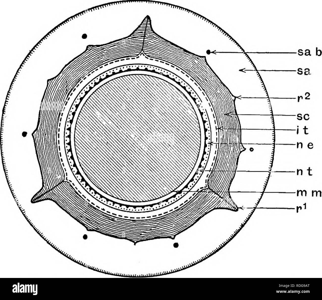 . Morfologia di gimnosperme. Gimnosperme; morfologia delle piante. PC b fig. 47.-Trigonocarpum Parkinsonii: vista schematica in sezione trasversale attraverso il micropyle a circa il livello di pcb in fig. 46; per caratteri vedere fig. 48. zioni possono verificarsi in nucellar mantello tracheale, che possono essere re- poste da una rete vascolare o da distinti filoni vascolare. Più tardi, Scott e Maslen (73) descritto in due specie di Trigono- carpum {T. Parkin- sonii era probabilmente il seme di Medul- losa anglica) dal carbone-misure (figg. 46-48) che soddisfano pienamente la Stephanos permum tipo di struttura, in questi casi il Foto Stock