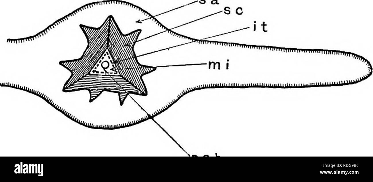 . Morfologia di gimnosperme. Gimnosperme; morfologia delle piante. CYCADOFILICALES 45. PC b fig. 47.-Trigonocarpum Parkinsonii: vista schematica in sezione trasversale attraverso il micropyle a circa il livello di pcb in fig. 46; per caratteri vedere fig. 48. zioni possono verificarsi in nucellar mantello tracheale, che possono essere re- poste da una rete vascolare o da distinti filoni vascolare. Più tardi, Scott e Maslen (73) descritto in due specie di Trigono- carpum {T. Parkin- sonii era probabilmente il seme di Medul- losa anglica) dal carbone-misure (figg. 46-48) che soddisfano pienamente la Stephanos permum tipo di struttura Foto Stock