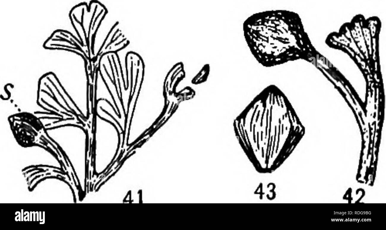 . Morfologia di gimnosperme. Gimnosperme; morfologia delle piante. 4° la morfologia di gimnosperme. 41 '*3 42 FIGG. 41-43.-Aneimites jertilis: fig. 41, frammento di pinna con sementi {s); fig. 42, il seme su lunghi pedicel collegato con il fogliame; fig. 43, le sementi che mostra le ali, quest'ultimo un po' esagerato; X2. - Dopo il bianco (49). lo sviluppo, sono associati con Aneimites nella maggior parte dei depositi osservato (Pottsville inferiore della regione di Virginia), e sono stati trovati in collegamento organico con le fronde di due specie. Essi sembrano rappresentare un tipo molto diverso di sementi (platysperms) da quelli trovati in conne Foto Stock