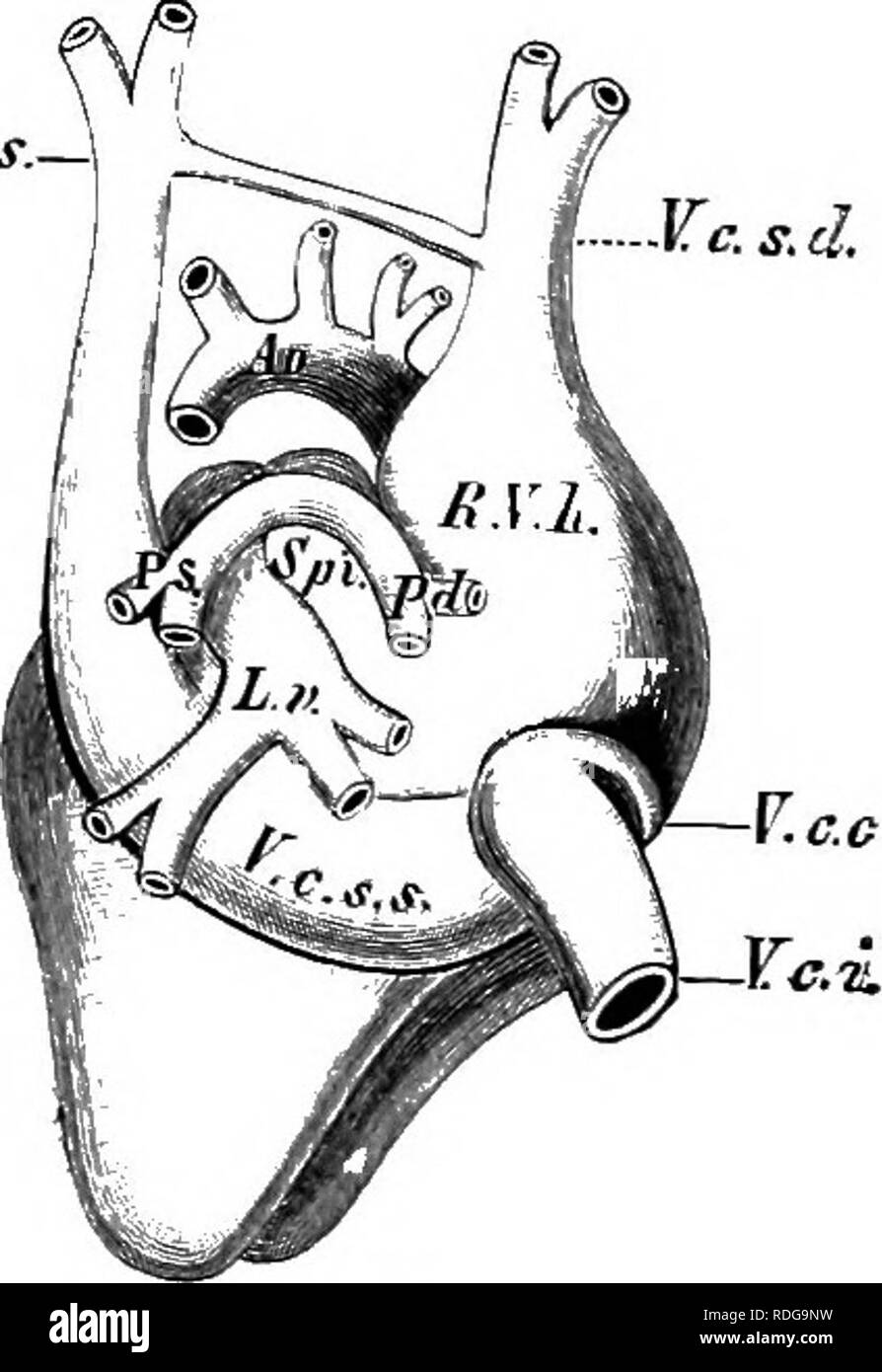 . Elementi di anatomia comparata dei vertebrati. Anatomia di confronto. Fig. 2.58. Fig. 259. Fig. 2.58.-Tr.4.xsverse Sezione attraverso i ventricoli di Orus finerea. Vcl, destra e Vij, ventricolo sinistro ; S, setto ventriculoruni. Fig. 2.59.-egli.rt di OniithorhynchiLsparadoxua. Dal lato dorsale. (Dopo Rose.) v.s.r.s.s, T'.c'.'.'.f/, vene precaval ; I'.r./, postcaval; I'.c.c, vena coronarv ; v.c.s.a, seno coronarico; L.r, vene polmonari; Ao: aorta; P..v, P.d, arterie polmonari; R.V.L atrio destro ; S.p.i, Spatium intersepto-valvulai-e. sinistra arco aortico persiste (Fig. 243, e, f) ; th Foto Stock