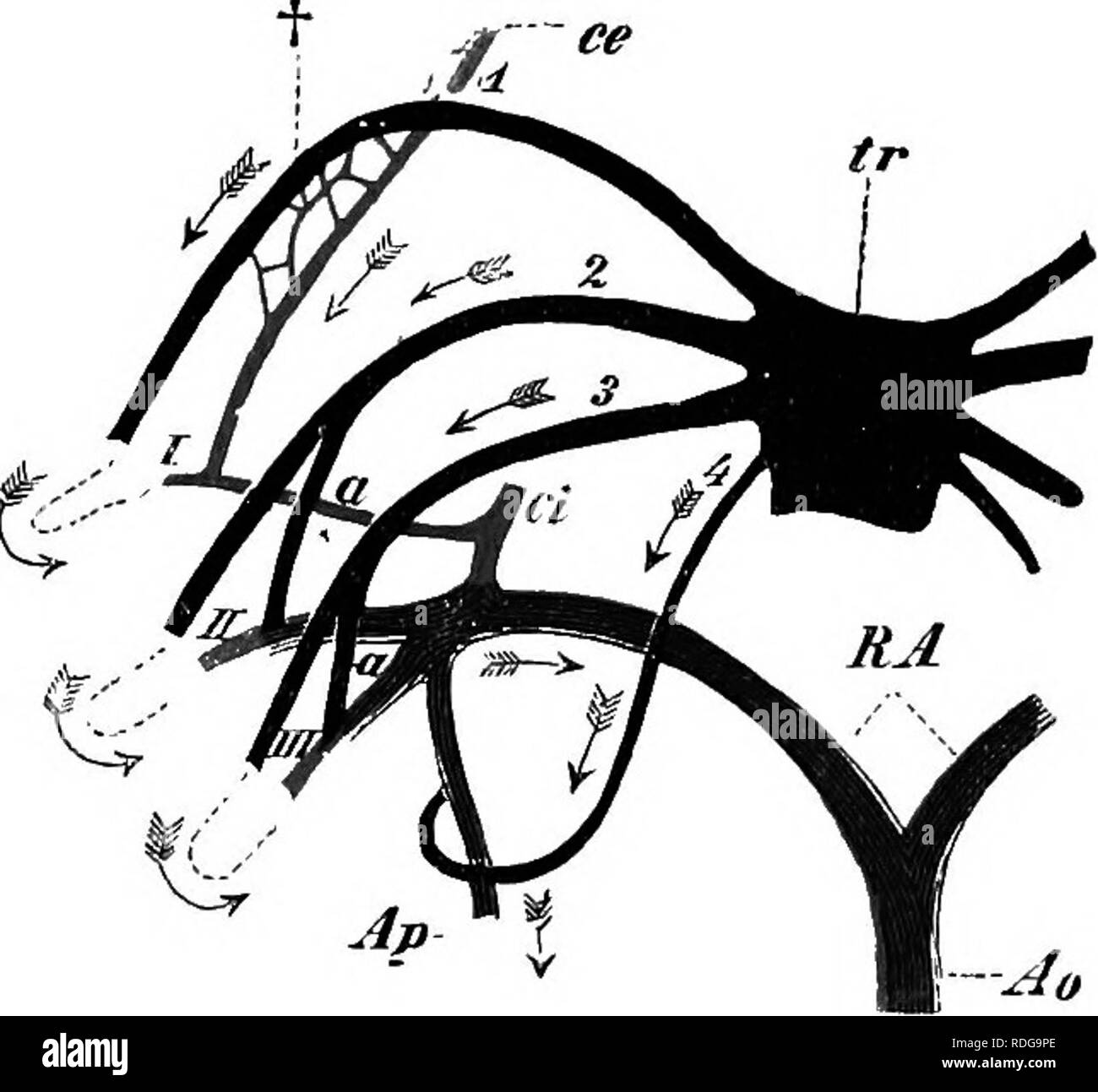 . Elementi di anatomia comparata dei vertebrati. Anatomia di confronto. Sistema vascolare 311 non è il momento per il suo contenuto il sangue per ottenere accuratamente miscelati prima di esso è costretto mto la conus.   Come nel Dipnoi, quattro afferente arterie brachiale (Fig "soO") sorgono su entrambi i lati dalla breve conus in Amphibiaf che -prendendo come un tipo di larva di Salamandra-hanno il follow- ing relazioni (comp. Fig. 248, c). Le tre arterie anteriore passa a numerosi esterno di o-UI-fasci in cui essi vengono divisi in capillari (Fig. 251). Da questi ultimi tre navi efferente derivano, che passano a Foto Stock