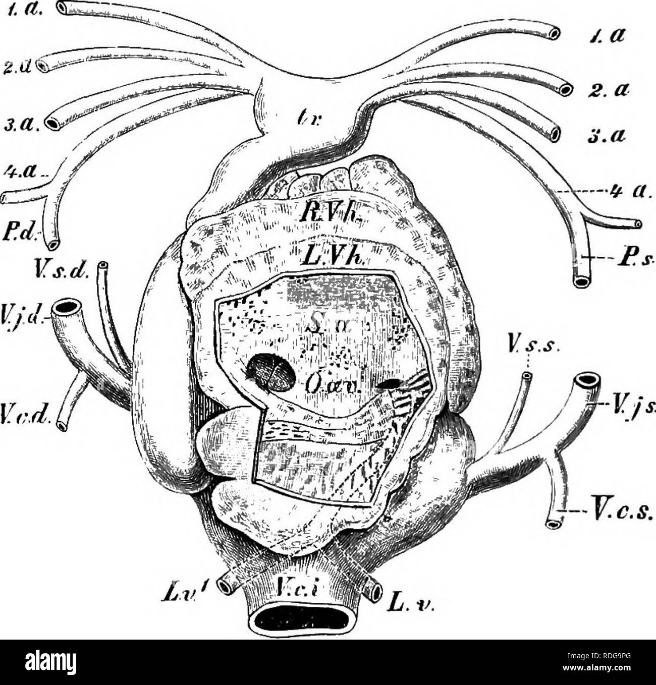 . Elementi di anatomia comparata dei vertebrati. Anatomia di confronto. 310 Anatomia comparata la cavità del ventricolo è non accoppiata, e né in Urodela né Anura mostra qualsiasi traccia di un setto, in modo che il sangue che passa fuori da esso deve avere un carattere misto (Fig. 249). Il ven- tricle è di solito breve e compressa, ma è più allungato in Amphiuma, Proteus, e il Gymnophiona. È continuato un- teriorly in un conus arterioso, come in Elasmobranchs, Ganoids e Dipnoans; questo di solito ha una leggera torsione a spirale, e possiede una fila trasversale di valvole a entrambe le estremità, così come Foto Stock