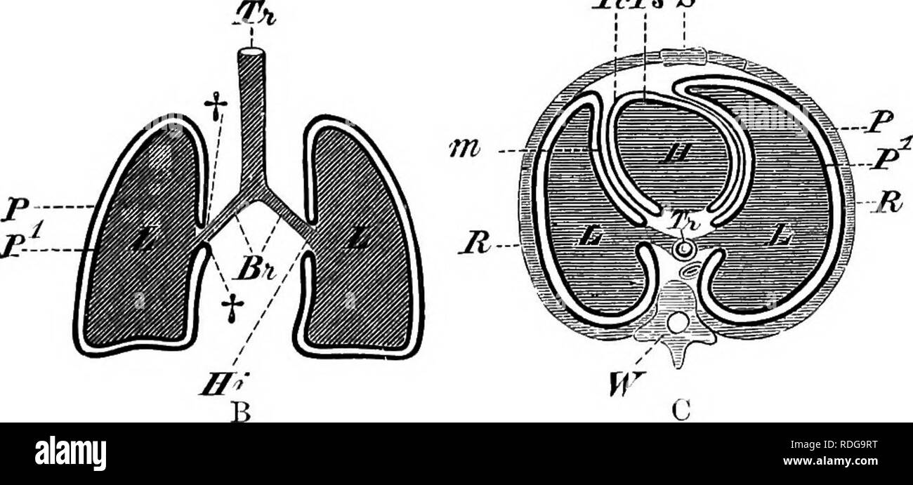 . Elementi di anatomia comparata dei vertebrati. Anatomia di confronto. Fig. 240a.-polmone dell'uomo. (Dal lato ventrale.) 1, 2, 3, i lobi del diritto, e 2c, 3a, del polmone sinistro ; Z, la base del polmone ; t, incisure cordis ; S, solco per la arteria succlavia ; Tr, trachea. TcJPsS. Fig. 240b e c.-Schema della pleure e cavità pericardica di mammiferi, fondata sulle relazioni di queste parti nell'uomo. (B, sezione orizzontale ; C, sezione trasversale.) Tr, trachea; Br, bronchi; L, L, polmoni; H, cuore; W, colonna vertebrale; P, parietale e P strato viscerale della pleura ; ft, punti in cui th Foto Stock