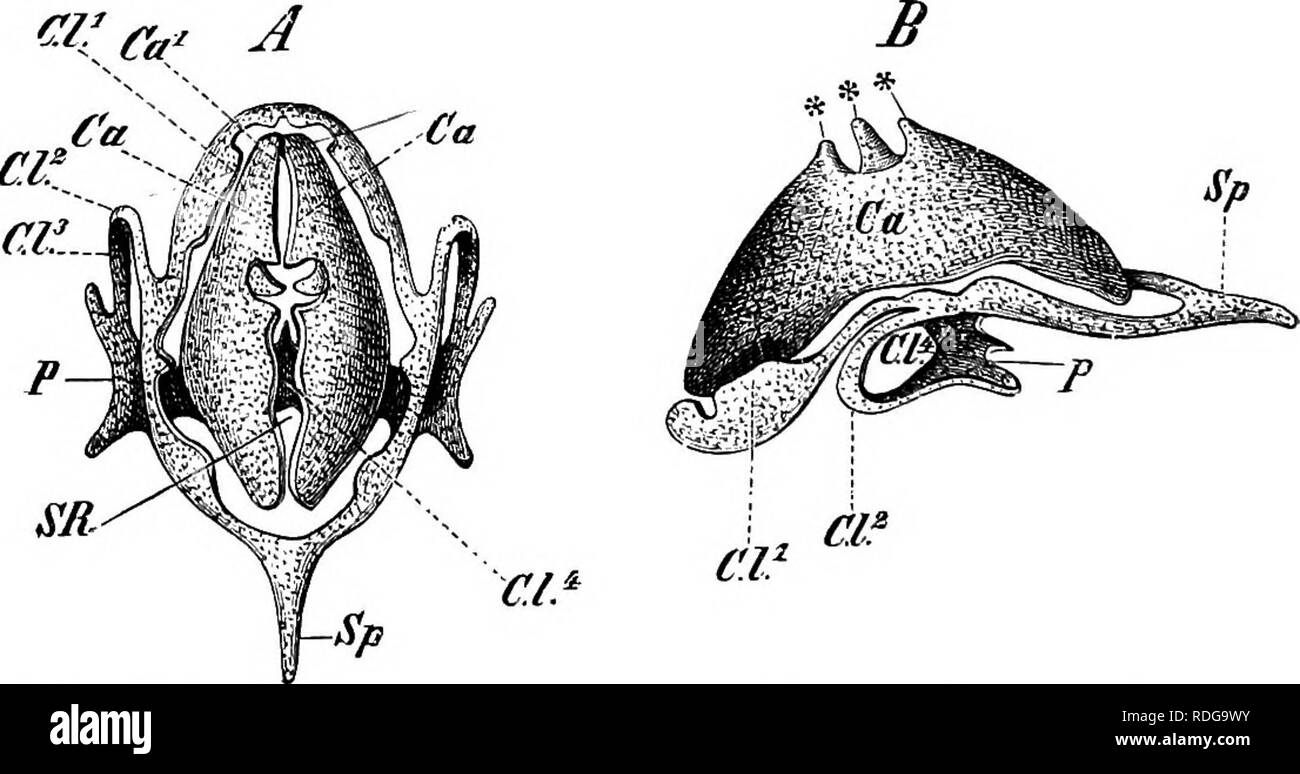 . Elementi di anatomia comparata dei vertebrati. Anatomia di confronto. 0 5&GT; &LT;J 3 a ? &Lt;3 (3- A A A A s 0 a k &LT;0 (^&LT; C2,'^ c? 0 o n ' maiale. 229.âLabyngeal e scheletro tracheale di Urodeles. Un, Xedurux (Menohranchus); B, Siren lacertina ; C, Amphiuma ; D, Salamandra maculosa. a, cartilagini (arytenoids) su entrambi i lati della glottide; un', cresta per muscoli; *, il rappresentante della cartilagine cricoid; tt, cartilagini della trachea in Siren ; Kb, la più concreta cartilagineo tracheale tratti in Amphiuma e Salamandra ; K^^, quarto arco brachiale, dal quale il dilatatore {d) o Foto Stock