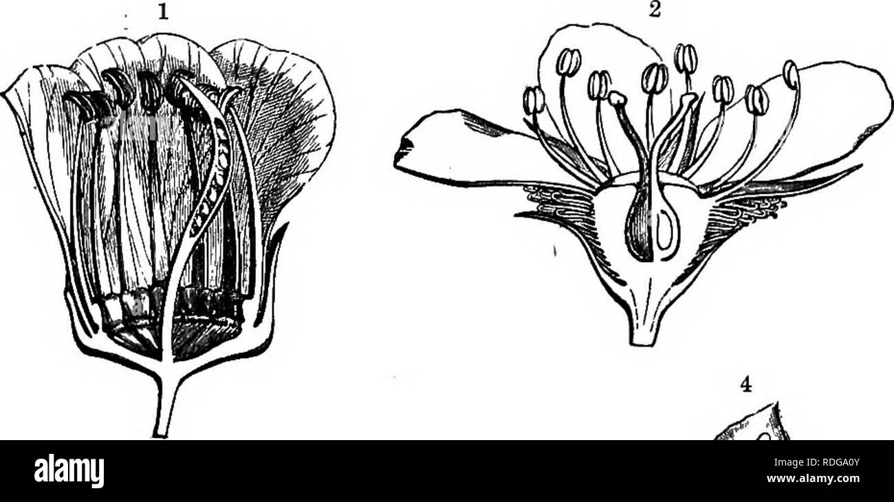 . La storia naturale delle piante, le loro forme, la crescita, la riproduzione e la distribuzione;. La botanica. ANGIOSPEEM^, DICOTTLEDONES. 779 stessa massa del faggio e. nelle Alpi Centrali, si estende anche al di là della tomaia hmit oi il faggio. Resti fossili sono trovati nel Mesozoico e terziari di strati. Ihe numero di specie conosciute oggi vivono è di circa 9000. Alliance LVII-Craterantha, famiglie: Legumim&GT;s&LT;^, Rosacec^, Saxifragacece, Escalloniacm, Cephalotacece, FrancoacecB, GrassulmecB, Hydrangeacm, Eibesaceoe, PhUadelphacm, Styracacece, Hama-melidacecB, RhamnacecB. Annuali e perenni erbe, arbusti, e Foto Stock