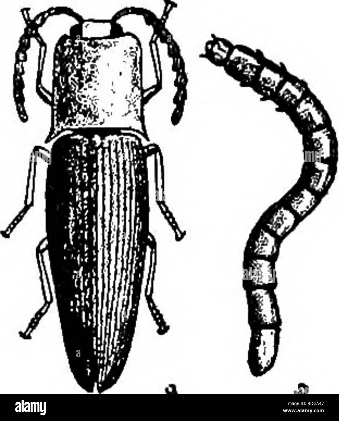 . La patata . Patate. 182 La patata pregiudizievole per le patate a meno che il terreno è stato in zolla di un anno o due. Filo-worm sono la lunga e difficile, cilindrica larve di insetti. Essi comprendono numerose specie. Come il giugno-bug, le uova sono poste sul terreno di sod e larve richiedono da tre a cinque anni per maturare. Essi trasformano per adulti sotto terra in piena estate, ma di solito rimangono nel suolo fino alla primavera successiva. Vedere i metodi di controllo delle larve del bianco.. FiQ. 13. Filo-worm e lo scarabeo. Controllo.. Si prega di notare che queste immagini vengono estratte dalla pagina sottoposta a scansione le immagini che potrebbero ha Foto Stock