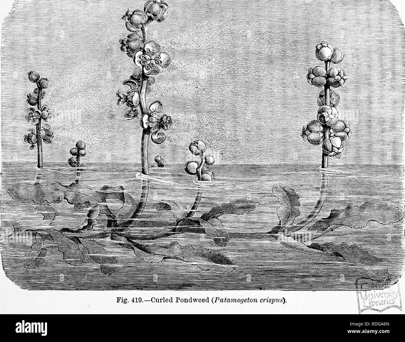 . La storia naturale delle piante, le loro forme, la crescita, la riproduzione e la distribuzione;. La botanica. ANGIOSPERMjE, monocotyledones. 739 ci sono 15 specie in tutti i. Alismacece.-possiedono un 6-lasciava cade e stami con tendenza ad aumentare di divisione; carpels numerosi. Qui sono inclusi Alisma planzago, l'acqua di Piantaggine e Sagittaria sagittifolia, la punta di freccia. Ci sono circa 50 specie. Butomacece.-Include Butomus umhellatus, il giunco fiorito, interessante dal fatto che esso porta ovuli su tutta la superficie interna del sua carpels.. Fig. 419.-stagno arricciata infestante (Patamogeton crispvs) Foto Stock