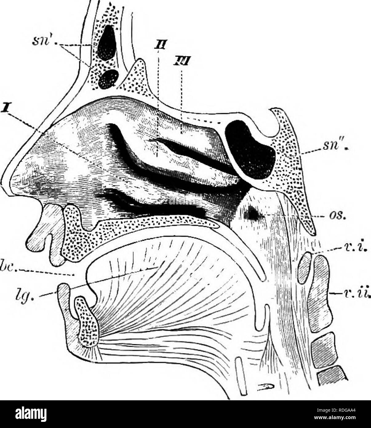 . Elementi di anatomia comparata dei vertebrati. Anatomia di confronto. Fig. 163, una vista laterale della camera di ISTasal o un Hdman Eji- BRYO. / //, ///, Tre creste olfattiva; t, cresta sovrannumerari whiclr avviene nell'embrione; ii, la punta del naso e palato duro ; rr, base del cranio; Eustachian apertura. OS, apparato nasale, ma possono perdere la loro primaria func- tion, spesso persistenti semplicemente come aria-seni. Le ghiandole nasali possono essere divisi in due gruppi, -numerose piccole, diffondere Bowman ghiandole, e una grande premistoppa di Stenson. Quest'ultimo appare precocemente in embrione e di essere spesso- viene grandemente Foto Stock