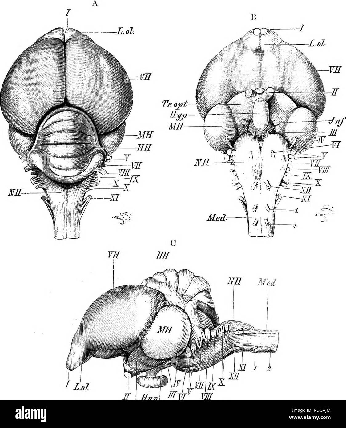 . Elementi di anatomia comparata dei vertebrati. Anatomia di confronto. Il cervello 173. Tr.ojit Jkf &LT;p Fio. l-ti.-cervello ov piccione. (A, dorsale; B, ventrale di; e C, vista laterale.) VH, emisferi cerebrali ; MH, lobi ottica ; HU, cervelletto ; XH, micollo allungato; Med, midollo spinale ; I-XIl, nervi cranici ; 1, 2, primo e secondo i nervi spinali ; L.ol^ lobi olfattivi ; Tr.opt, tratto ottica ; Jiif, infundibulum ; Hyp, ipofisi. dal di sopra (Fig. 143) mentre nei tipi superiori (primati) anche parte del cervelletto è nascosto (Figg. 145, 146). La commessure tra gli emisferi (corjms cal Foto Stock