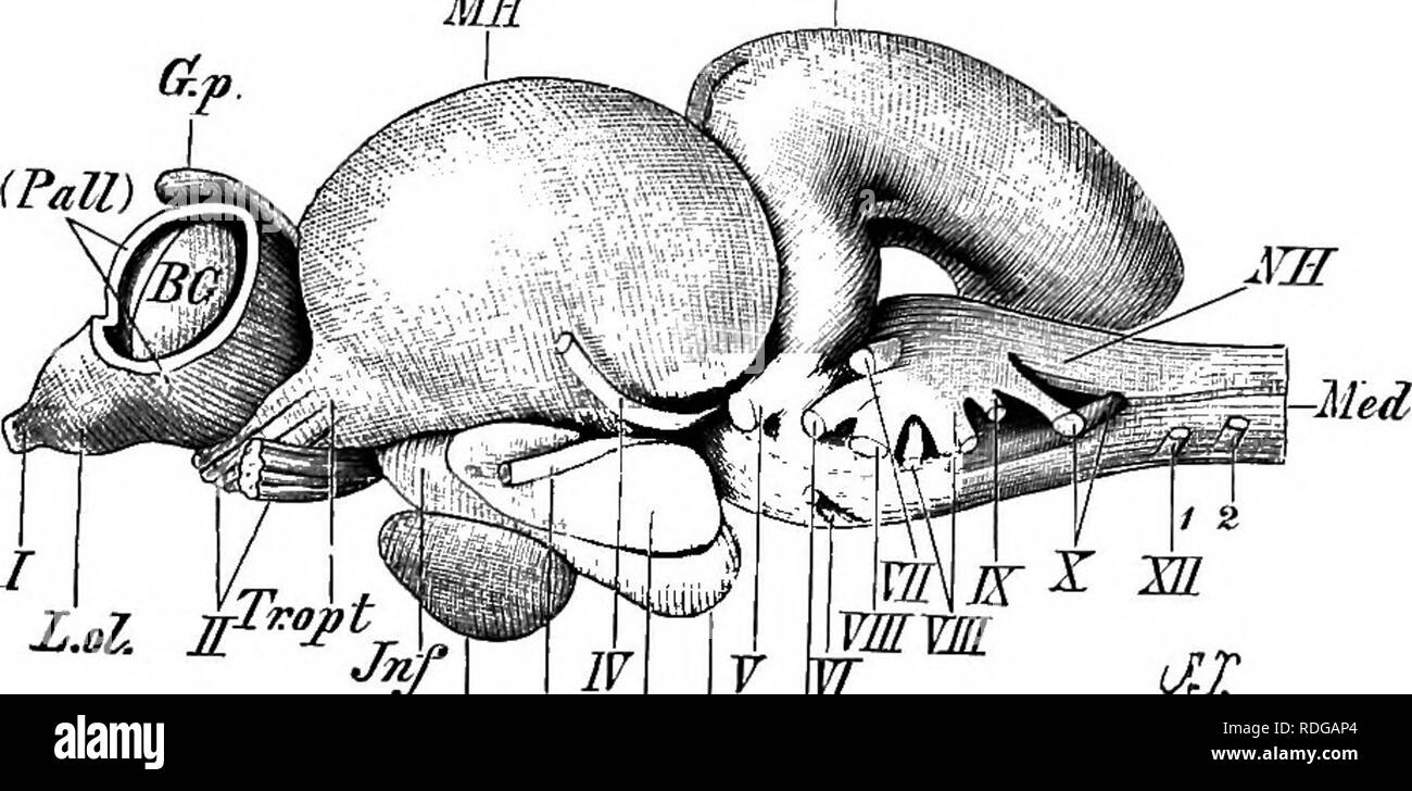 . Elementi di anatomia comparata dei vertebrati. Anatomia di confronto. € % 4 % J "4 1 Egli ve(Pall). Fig. 133.-Bkain di SalmOjS'. (A, dorsale; B, ventrale di; e C, vista laterale.), Vh prosencephalon ; Pall, pallio (in parte rimosso), e BG e Bas.G, b.-gangli isal (corpora striata) dell'prosencephalon; L.ol, lobo olfattivo; G.P, corpo pineale; Jnf, infundibulum ; Hyp, ipofisi ; Sv, saccus vasculosus ; UL, i lobi inferiores ; Tr.opt, tratto ottica; Ch, chiasma ; 21H, mid-cervello; HH, cervelletto ; NH, micollo allungato ; Med, midollo spinale ; I-X, nervi cranici ; 1 e 2, la prima e la seconda spina Foto Stock