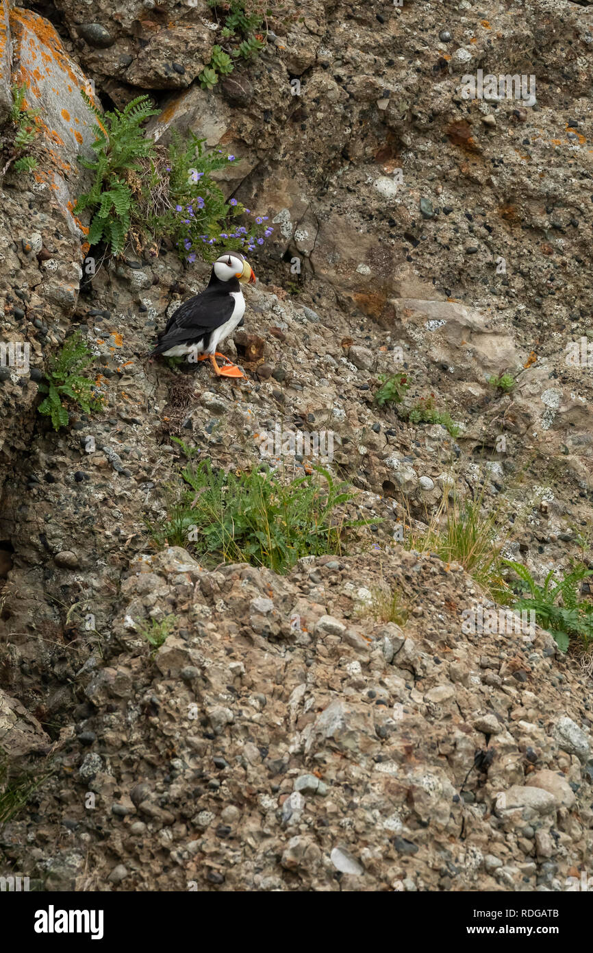 Cornuto Puffin (Fratercula corniculata) arroccata su una roccia su Bird Island in Cook Inlet, Alaska Foto Stock