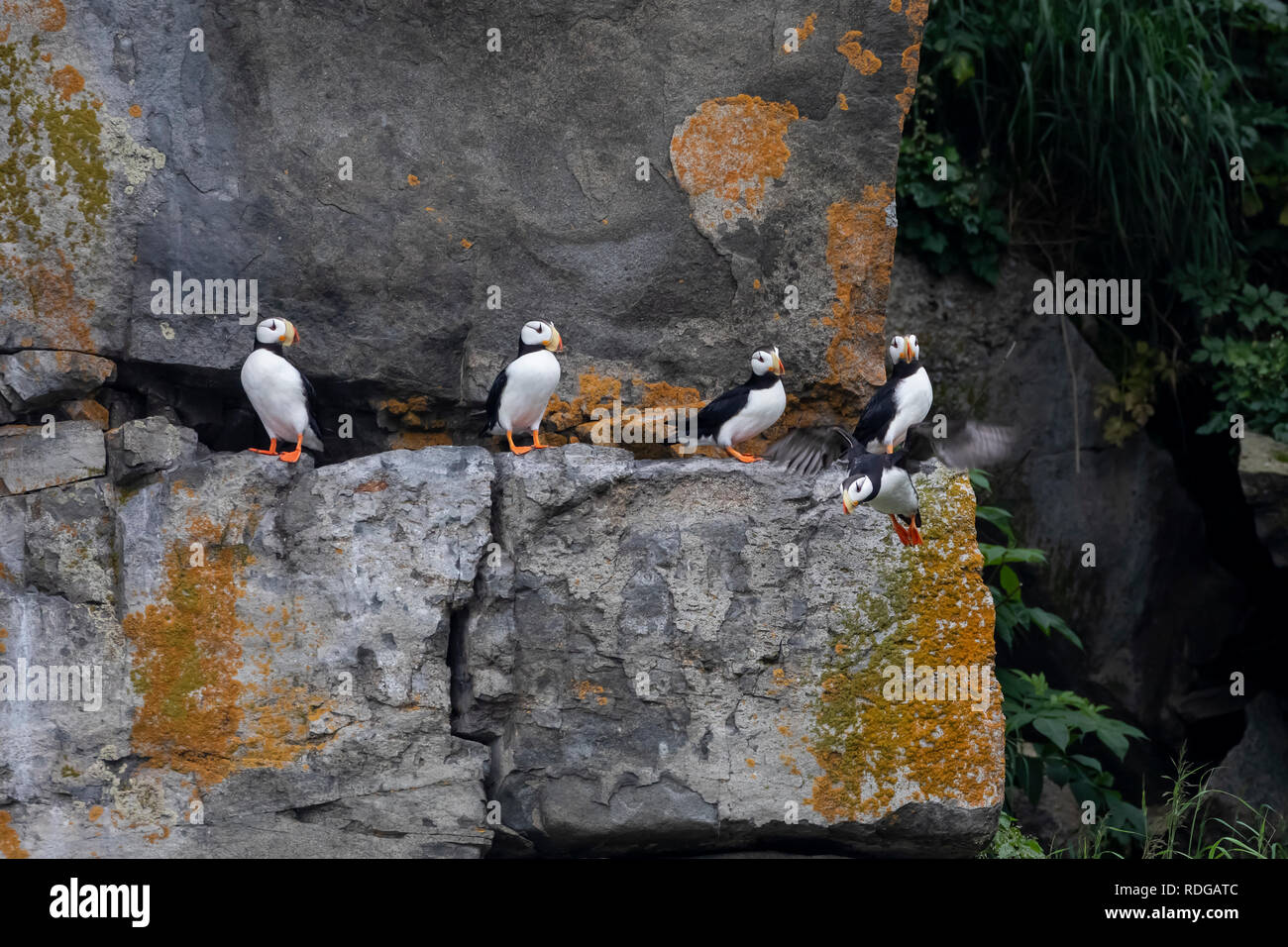 Cornuto Puffin (Fratercula corniculata) arroccata su una roccia su Bird Island in Cook Inlet, Alaska Foto Stock