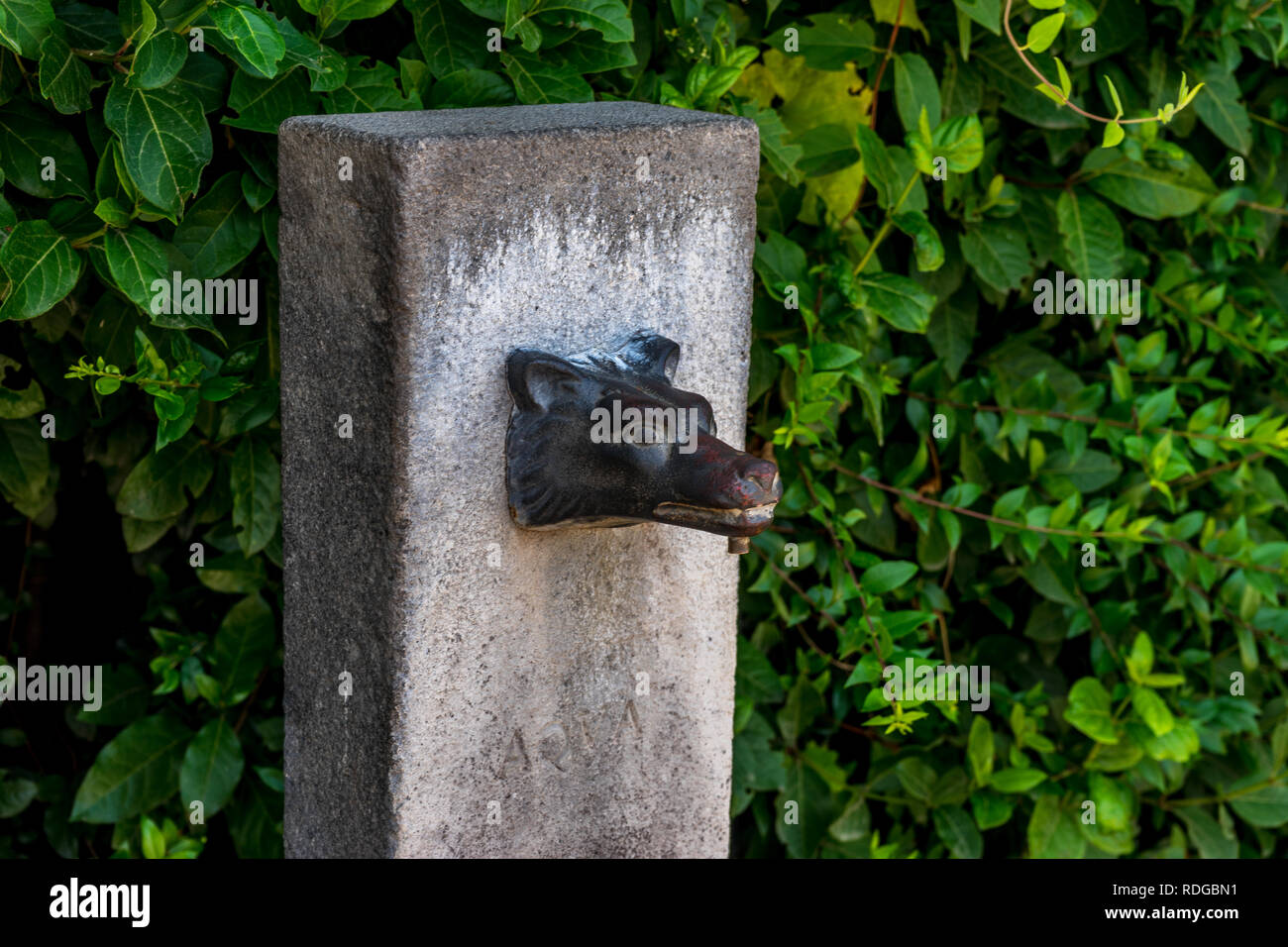 Italia, Roma, Foro Romano, un lupo faccia scultura su una lastra di pietra Foto Stock