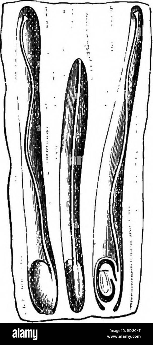 . La storia naturale delle piante. La botanica. Fiff. lis. Fiore maschile (ij2). Fig. 116. Lungo. setta, del fiore maschile. Gelsi, dispone di due celle ; ma uno di loro è presto arrestato nel suo sviluppo,! Mentre gli altri, da soli fertile, presenta, nel suo angolo interno, una spessa placenta,'^ che supporta un singolo ordine decrescente anatro- pous ovulo, con micropyle rivolta verso l'alto e verso l'esterno,^ e ordi- narily tappato con un otturatore pro- ceeding dalla placenta. Le ovaie diventano achenes* il cui de- scending semi racchiudono un embrione curvo, bisognosi di albume, con un breve radicle superior e due carnoso c Foto Stock