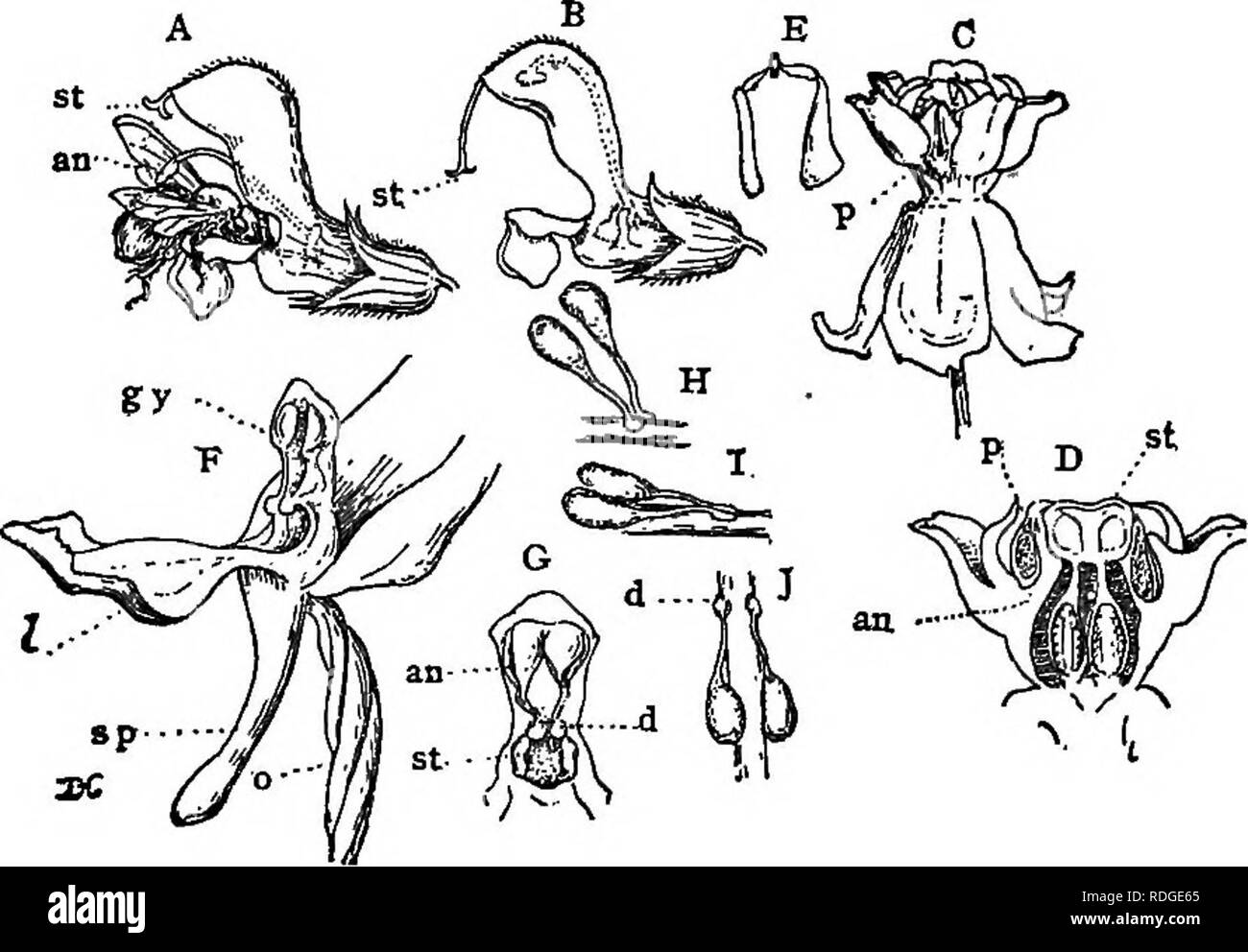 . Lezioni sulla evoluzione delle piante. La botanica; piante. 254 Evoluzione di piante di salvia (Salvia) il fiore è una forma molto come in la- mium, ma gli stami sono ridotti a due e il pistillo non matura fino a dopo il polline è versato, in modo che l'autoimpollinazione è del tutto impossibile. L'antera è molto particolare in forma equilibrata e dopo il breve filamento, così che un insetto a battuta contro l'estremità inferiore di detto elemento allungato antera spinge l'estremità superiore, con il polline, giù sul suo retro (Fig. 57. A). A. Fig. 57 (La fertilizzazione incrociata). - Un, un fiore di una sa^e Salvia pratensis, che mostra il modo in w Foto Stock