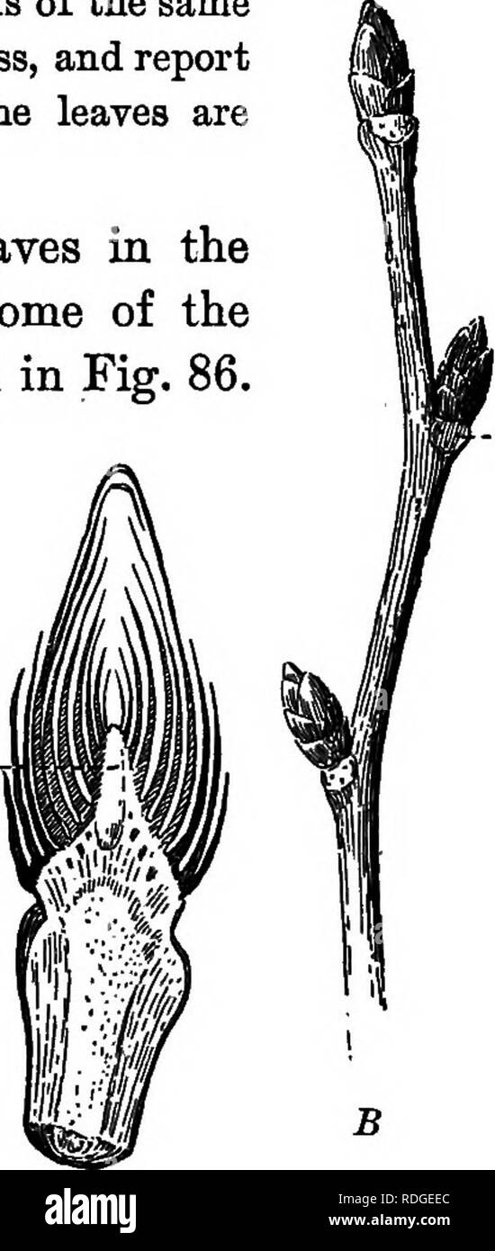 . Fondamenti di botanica. La botanica; Botanica. ax.. Fig. 85. -Una cresciuta lentamente il ramoscello di ciliegio, 3 inclies lungo e circa dieci anni. Le appuntite bud 2 è una foglia-bud; il più ottuso boccioli di accessori /, / sono gemme fiorali. Fig. 86. B, un rametto di olmo europeo; una, un longitudi- nal sezione delle gemme di B (notevolmente ingrandita); ax, l'asse del bocciolo che si allungherà in uno scivolo; così, foglia-cicatrici. In cherry le due metà della foglia sono piegate insieme piatta con le superfici sotto verso l'esterno; in noce i volantini separati o parti di foglia, sono piegati. Si prega di notare che queste immagini sono Foto Stock