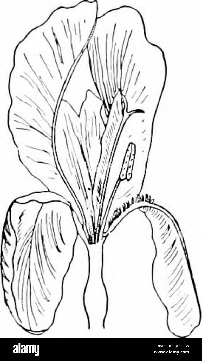 . Impianto studi; un elementare botanica. La botanica. 120 I'LANT studi fuori i3ollen-sac o per essere rimossi dalla loro. I dispositivi utilizzati Ly fiori contenente sia stami e carpels per evitare l'autoimpollinazione sono molto numerosi, ma la maggior parte di essi può essere incluso nelle tre seguenti capi : (1) Posizione. In questi casi il polline e lo stigma sono pronti allo stesso tempo, ma la loro posizione in riferimento ad ogni altro o in riferimento ad alcuni con- formazione di tlie fiore, malves esso onu- probabile che il polline ricadrà sulle lo stigma. Lo stigma può essere collocata al)postare o al di là delle sacche di polline, Foto Stock