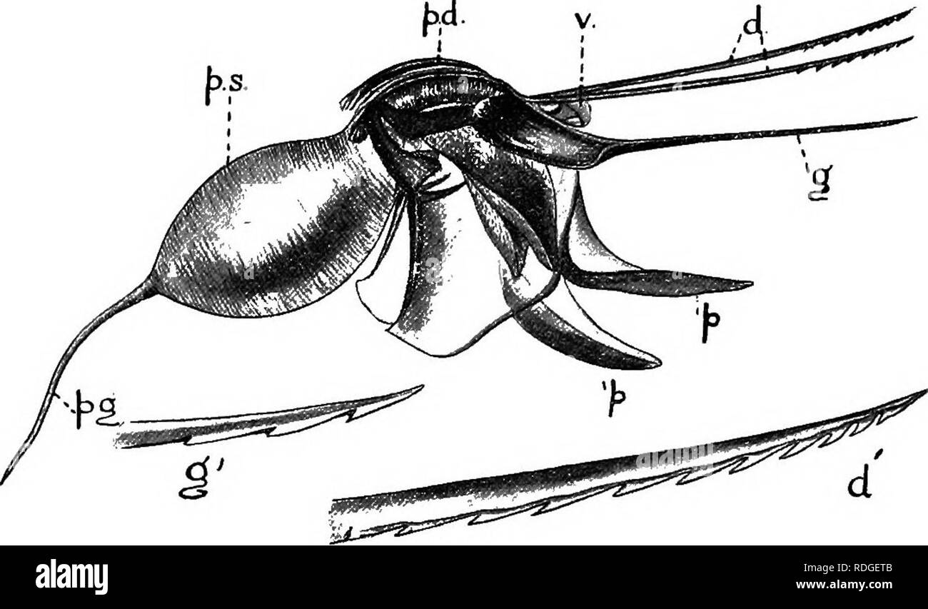 . Una introduzione alla zoologia, con indicazioni per il lavoro pratico (invertebrati). 368 introduzione alla zoologia e anche gli effetti del pungiglione sulla vittima sono più gravi. Il possesso di un pungiglione è confinata alla regina e lavoratore in tutti i casi di Imenotteri urticante {aculeata), il pungiglione sembra essere sviluppato dalle stesse strutture come il ovipositor, che spicca nel non-aculeate forme. Il lavoratore bee sembra essere un imperfetto sviluppato femmina; occasionalmente lei vi depongono le uova e queste, però. Fig. 293.-Il pungiglione di un Ape Miele rimosso dall'hody. d, freccette o lancette; Foto Stock