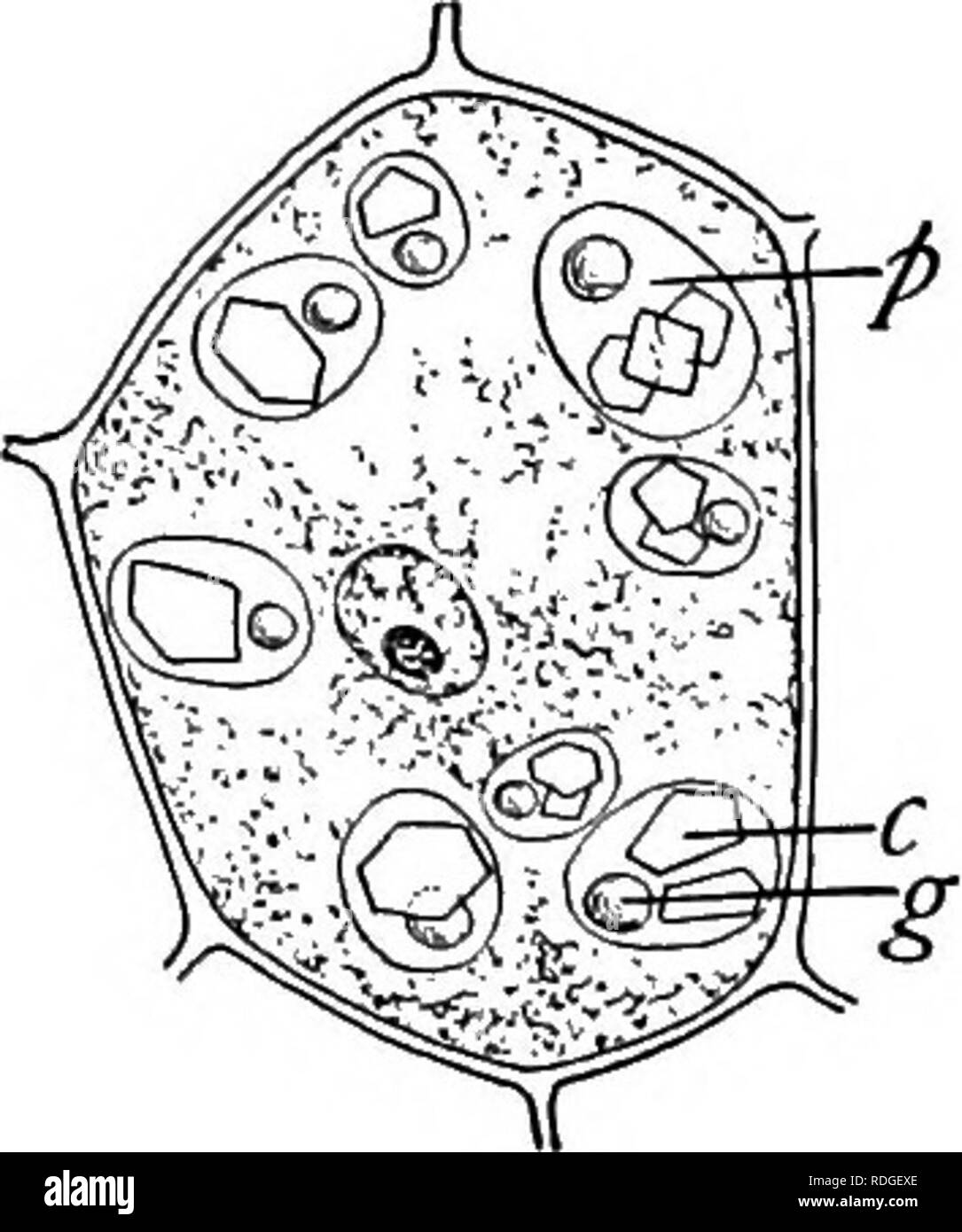 . Un libro di botanica per scuole e università ... La botanica. Fig. 1209. Â una cella di radice dell'ele- campane (i iitda egli- tenium) prelevato dal campione pre- FlG. 1210. Â Una endo- cellula spermatica dal seme di ricino (Ricinus communis), mostrando i grani di proteina (/)) composta di amor- phous proteine, proteine del cristallino (c), e composti globulari di proteina con il calcio e il magnesio, il globoids (g); fortemente ingrandita. Â Da Baknes (parte II). Alimenti azotati. Â ni- servita in alcool; trogenous cibi, come ad esempio la nota la spherites p^gtgi^, ^re molto meno abun- di inulm con loro . , , Gro Foto Stock