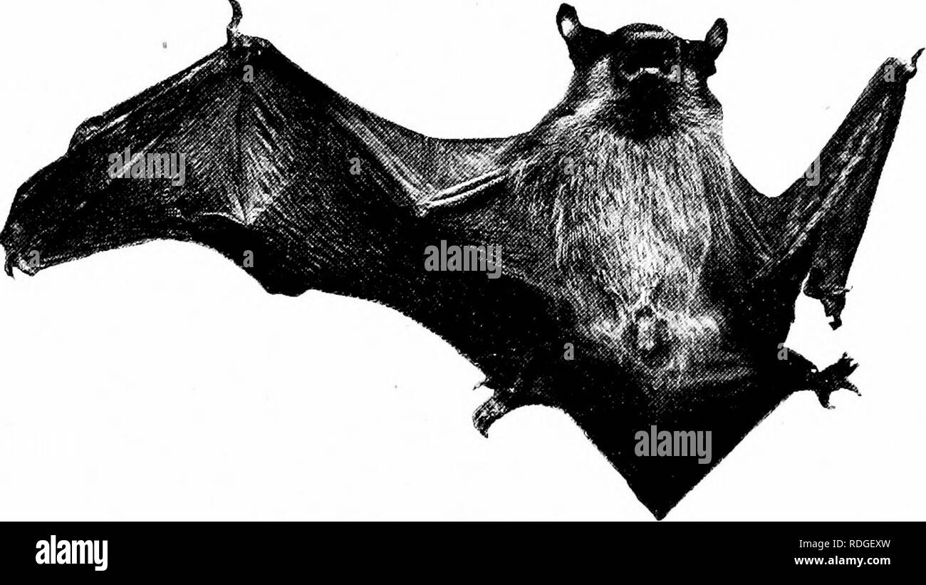 . Un libro di testo in generale zoologia. Zoologia. Mammiferi 331 mammiferi alati [Chirotteri) imiged mammiferi sono la coppia anteriore degli arti molto ampiamente modificata io forui organi della fiighl. Gli utensili delle dita e della mano sono notevolmente allungati e inth coperto un ampio, coriacea membrana. Ci sono quasi quattro cento e cinquanta specie di questo ordine di mammiferi e sono presenti in varie parti del mondo. I pipistrelli variano in dimensioni e aspetto. Le specie più grandi si trovano in paesi tropicali. Comune di pipistrelli. -Il miglior-noti organi di questo ordine sono di piccole o medie dimensioni i pipistrelli così comune everywh Foto Stock
