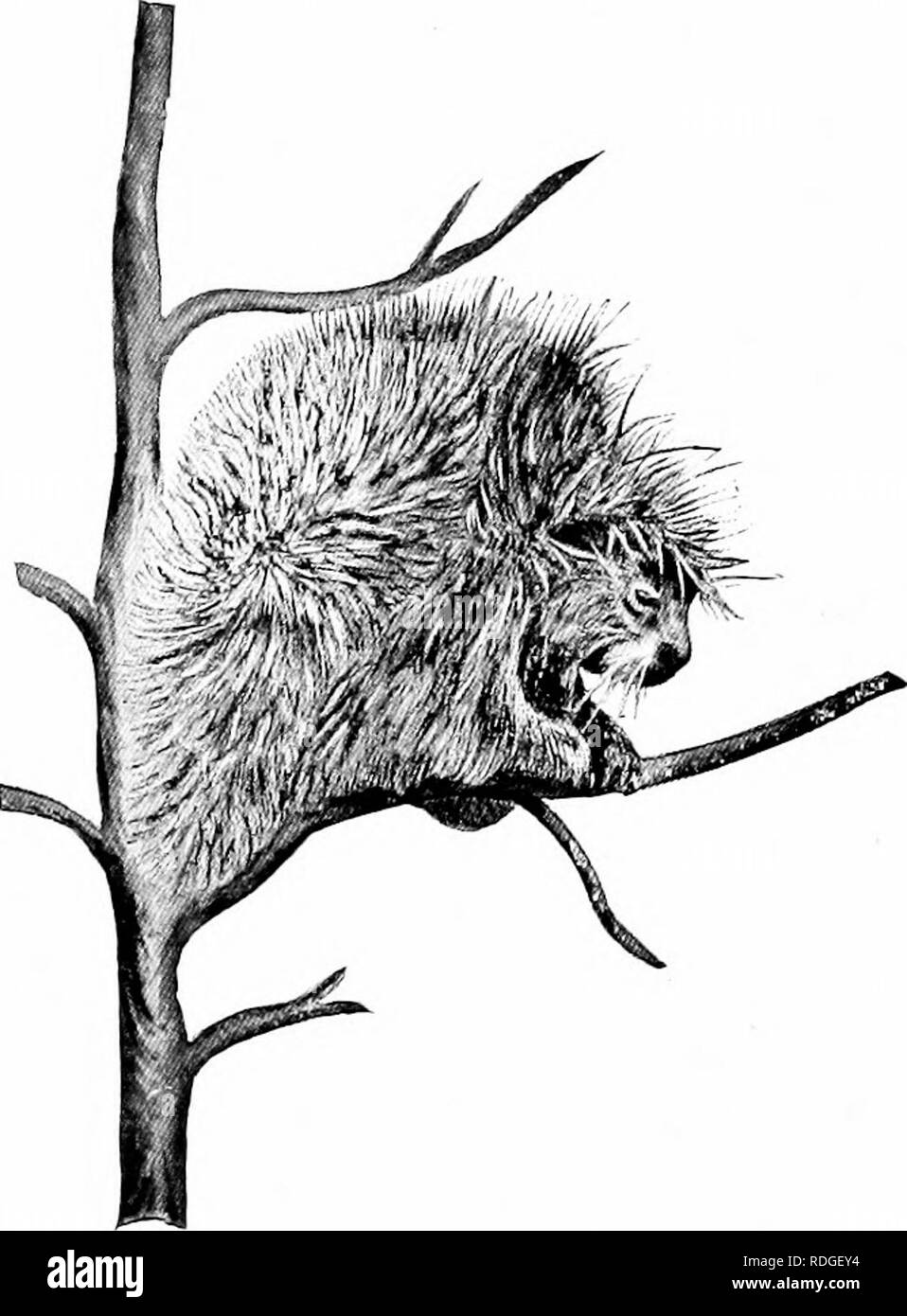 . Un libro di testo in generale zoologia. Zoologia. 328 mammiferi che arco con le spine, o dei piattelli, che costituiscono una specie di efficienti strumenti di difesa. W'hen sulla difensiva, una por- cupine archi la sua schiena e rotola in una sfera. La coda che è fittamente ricoperta con spine, è il principale organo di difesa. L'ONU- diffidare di cane o persona preoccupante il pjorcu- pine è spesso catturati nella suggestiva dis- tanza. Le spine sono irregolari e frastagliati alle estremità, ma shar]), e quando essi una volta immettere la carne, tendono a lavorare più a. Prairie marmotte. - Questi piccoli ani- Malles, meglio noto come " i cani della prateria", Foto Stock