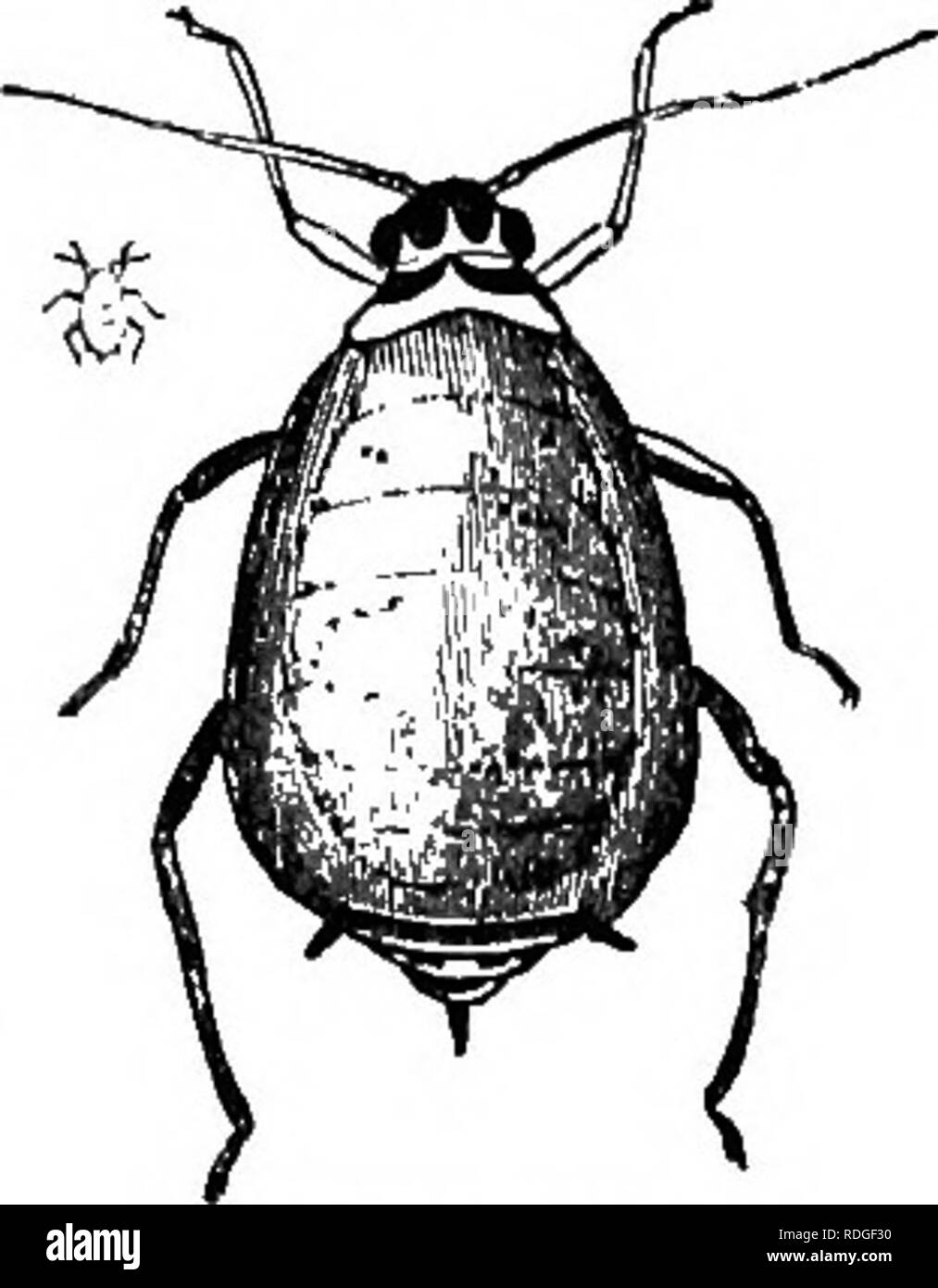 . Il libro del giardino. Il giardinaggio. Cavolo APUIS, alato maschio. pratiche pregiudizievoli in stagioni asciutte. Spolvero le piante â con il veratro nero, Scotch il tabacco da fiuto, caustici hme in polvere, sono i soliti rimedi. Essi sono solitamente Fig. 43. appaiono nella maggior num- bers a partire dalla metà di luglio alla fine di No- vember, e si trovano generalmente sul sotto i lati delle foglie, le femmine essendo circondano- ed con i loro giovani covate, mentre i maschi sono per essere visto vagare- ing circa, senza dubbio in cerca di compagni. Il maschio è verde pisello; la ^^^â^^^ ^^^  testa, il collare e il retro del wingless femmina.. Si prega di notare che questi im Foto Stock