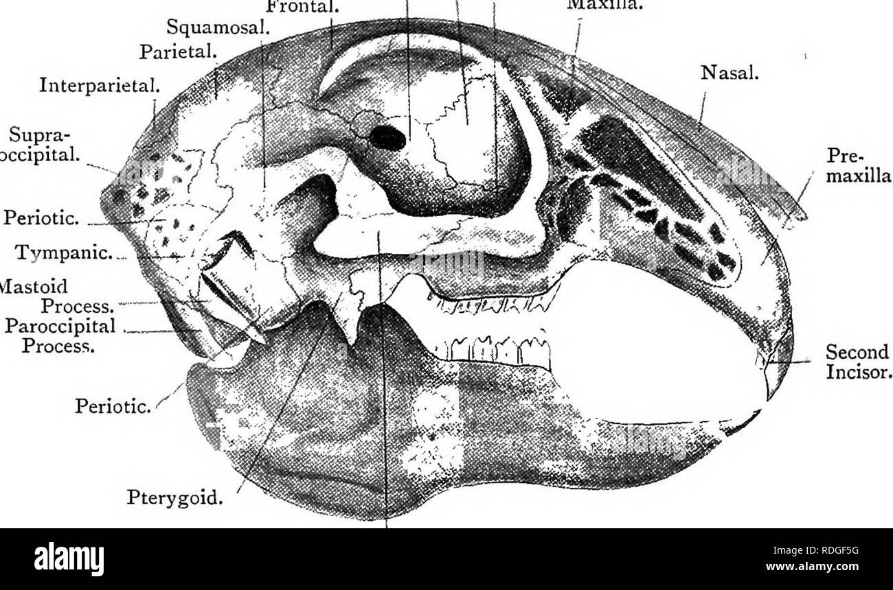 . Testo elementare-libro di zoologia. 394 CORDA A A. in orbite che sono formate principalmente da alispkenotds, orbito- sphenoids, paliotti e altre ossa, ma l'angolo anteriore è completato da un osso lacrymal che si sviluppa soprattutto in connessione con l'occhio. La nasale capsule sono diverse le ossa che sono sottili e avvolto a spirale in modo da presentare una superficie di grandi dimensioni. Essi sono chiamati turbinah e sono allegate per la sinusite etmoide, nasale e la mascella. Di conseguenza essi sono chiamati ethmo-, naso- e maxillo-turbinah. Fig. 281.-vista laterale del cranio di coniglio. {Annuncio nat.) Lacrymal. Alisphenoid. | Orbitosphenoid. Foto Stock