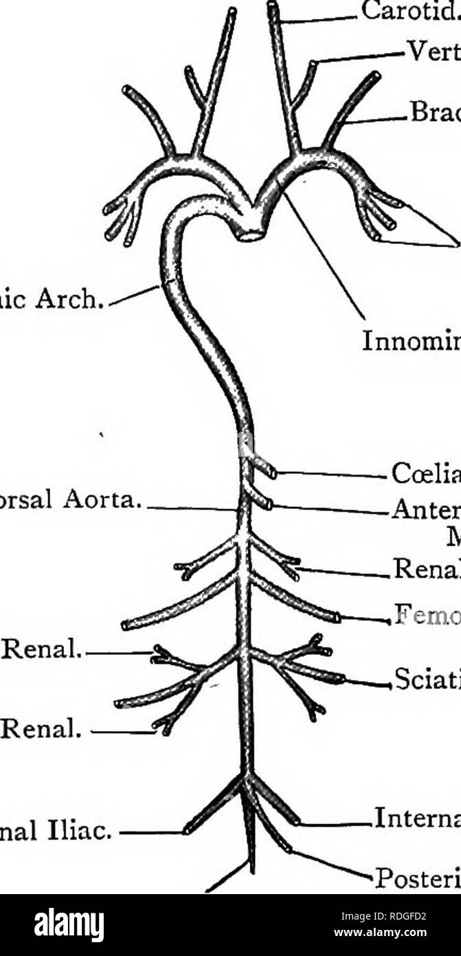 . Testo elementare-libro di zoologia. Colombano. 367 cuore. Qui si piega nella riga centrale e procede alla hind-fine del corpo come la dorsale aorta. I suoi rami principali sono cxliac, anteriore, mesenterica renals appaiate, femorali, sciatics e iliache interne, e termina con la coda come l'arteria caudale. Fig. 259.âVentral Vista del sistema arterioso del piccione. (Annuncio nat.) carotide. Â¢. vertebrale . Brachiale Sistemica, Arch. Aorta dorsale, pettorali. Innominate (sinistra). Coeliac. Â anteriore, mesenterica ,renale. Iliaca interna. La caudale. . Femorale ,Sciatico. Iliaca interna. Mesenterica posteriore. La un Foto Stock