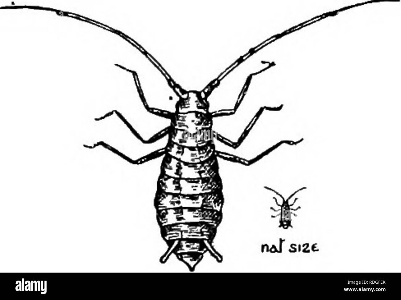 . Una introduzione alla zoologia, con indicazioni per il lavoro pratico (invertebrati). 284 introduzione alla zoologia cap. Sub-ordine 2: Homoptera (scala di insetti, verde-fly, corteccia-pidocchi, Cuckoo-Spit insetti, ecc.). In tutta questa divisione del Ehyncota, la consistenza dei parafanghi anteriori è la stessa in tutto e, in molti, tutte e quattro le ali sono membranose e trasparenti. Essi coprono il corpo in un tetto in modo simile, le due coppie inclinata verso l'alto gli uni verso gli altri in modo che i loro margini interni toccare lungo una linea mediana longitudinale. La famiglia 1 : Aphidae (verde-fly o batterico insetti) questi insetti sono solo troppo Foto Stock