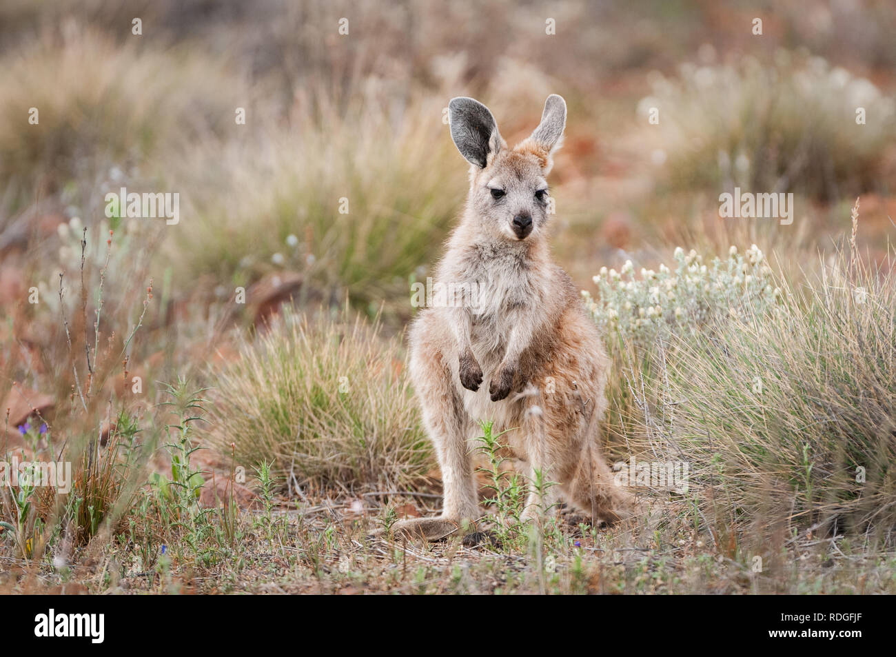 Euro Joey ad esplorare il suo habitat. Foto Stock