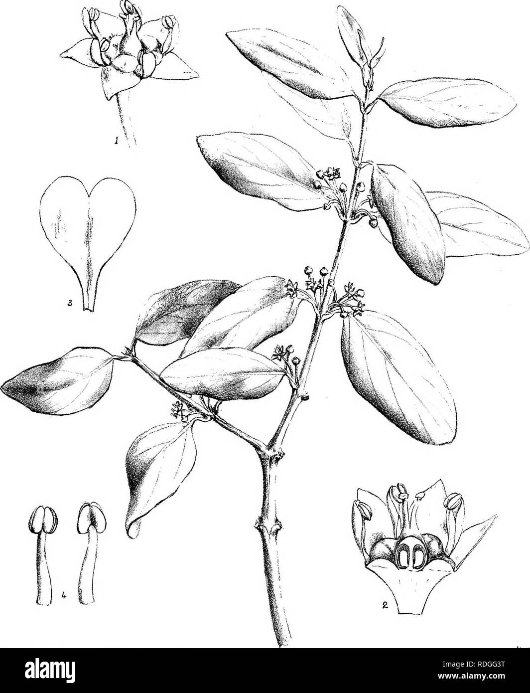. Natal Piante : Le descrizioni e le figure del Natal piante indigene, con note sulla loro distribuzione, valore economico, nomi nativo, &amp;c., / da J. Medley di legno e Maurice S. Evans. Pubblicato sotto gli auspici del governo Natal e Durban Botanic società. La botanica. La piastra 590. /'..R Rxharnnus Zeyhepi, Sond. Si prega di notare che queste immagini vengono estratte dalla pagina sottoposta a scansione di immagini che possono essere state migliorate digitalmente per la leggibilità - Colorazione e aspetto di queste illustrazioni potrebbero non perfettamente assomigliano al lavoro originale. Legno, John Medley, 1827-1914; Evans, Maurice S. (Maurice Smethurst) Foto Stock