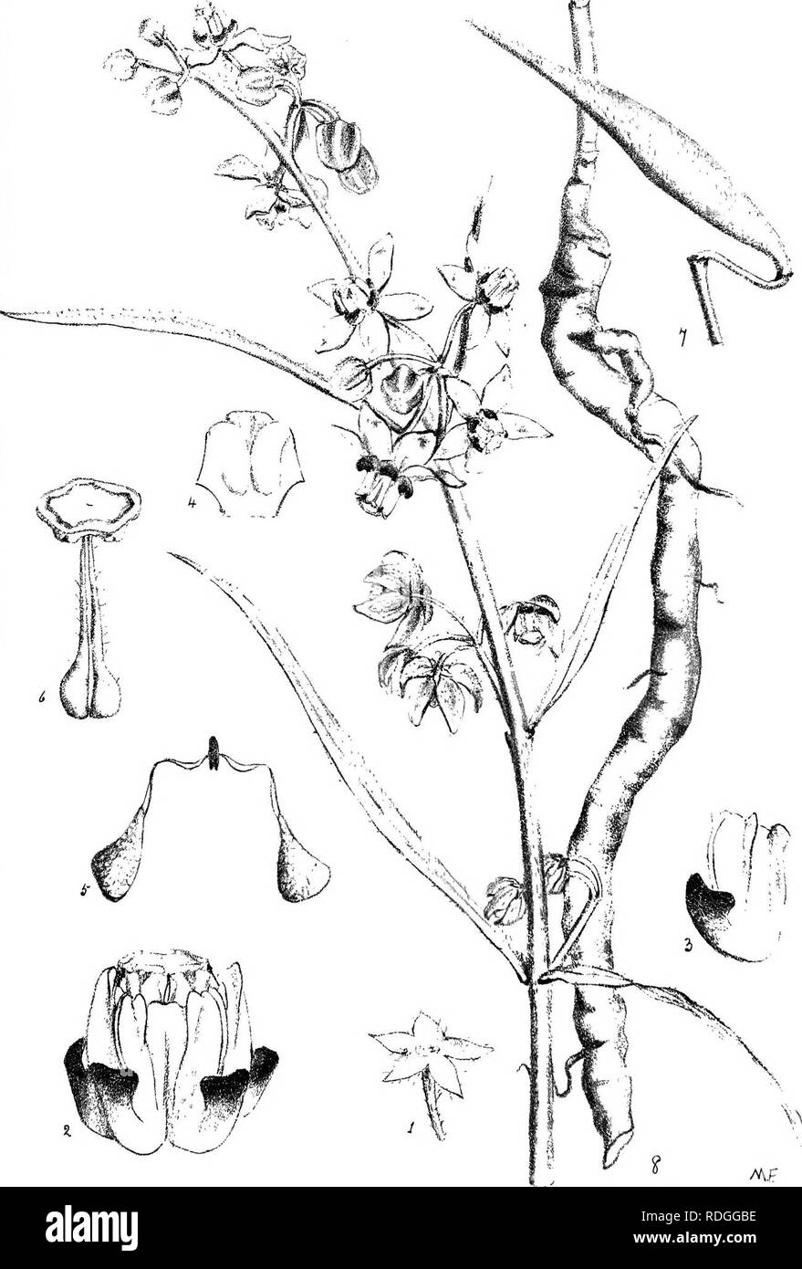 . Natal Piante : Le descrizioni e le figure del Natal piante indigene, con note sulla loro distribuzione, valore economico, nomi nativo, &amp;c., / da J. Medley di legno e Maurice S. Evans. Pubblicato sotto gli auspici del governo Natal e Durban Botanic società. La botanica. La piastra 559. Asclepias peltigera, SchltF. Si prega di notare che queste immagini vengono estratte dalla pagina sottoposta a scansione di immagini che possono essere state migliorate digitalmente per la leggibilità - Colorazione e aspetto di queste illustrazioni potrebbero non perfettamente assomigliano al lavoro originale. Legno, John Medley, 1827-1914; Evans, Maurice S. (Maurice Smethurst), Foto Stock
